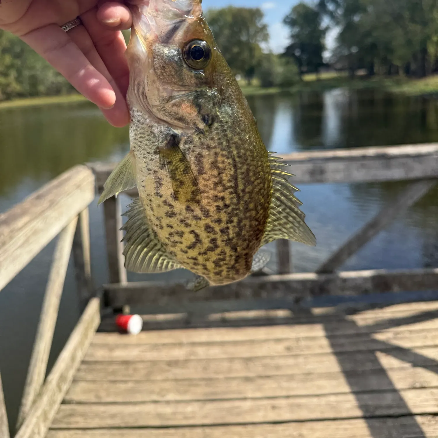 Black crappie caught on Fishbrain