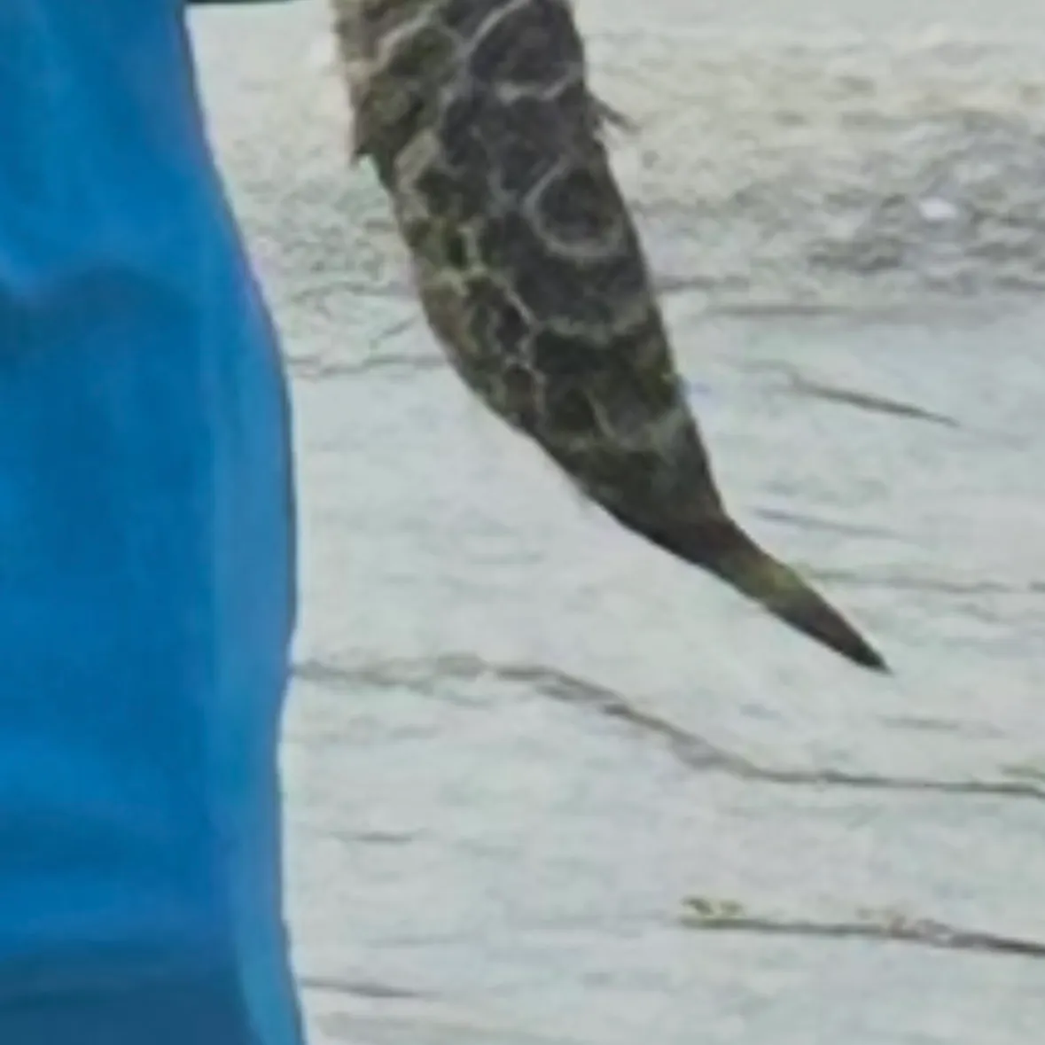 The most recent Honeycomb cowfish catches on Fishbrain