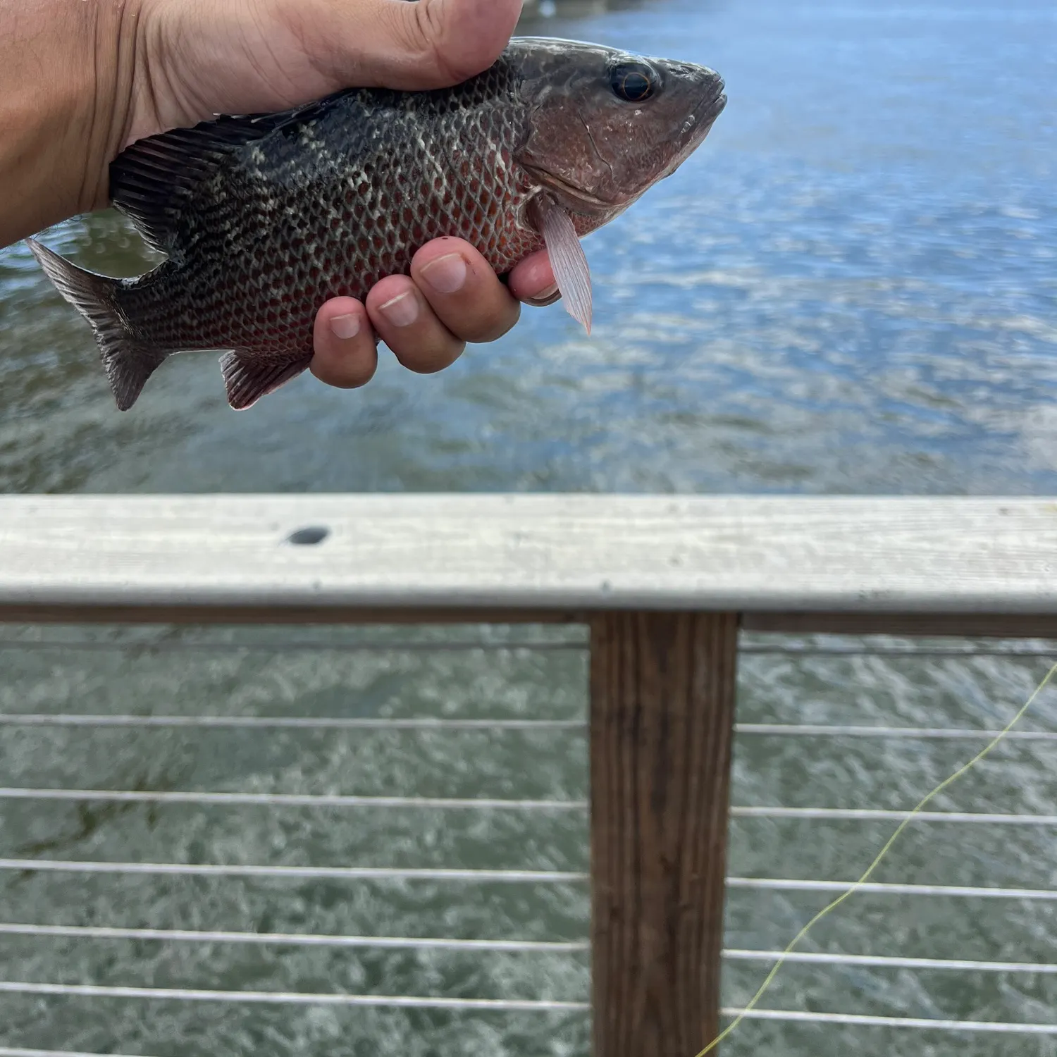 Mangrove snapper caught on Fishbrain
