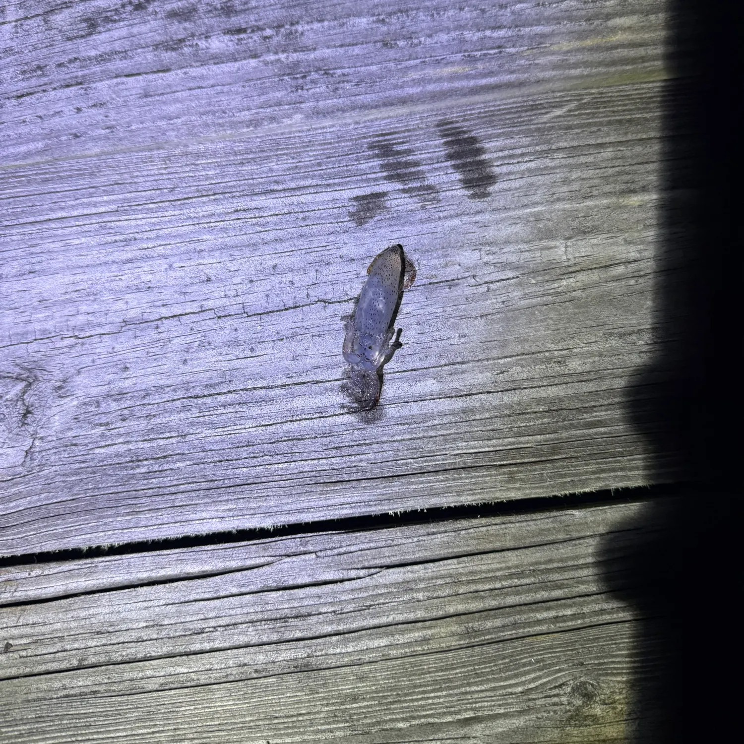 The most recent Longfin inshore squid catches on Fishbrain