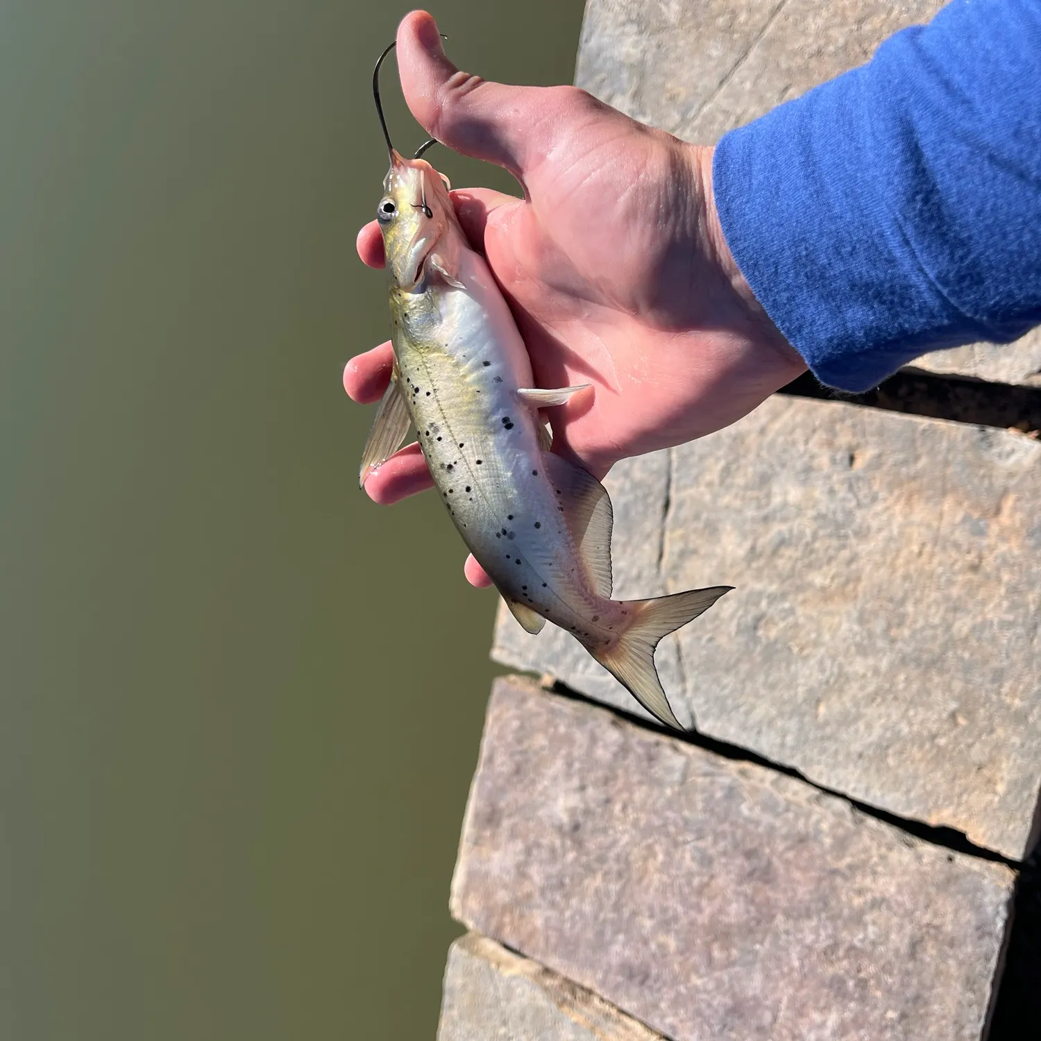 Channel catfish caught on Fishbrain