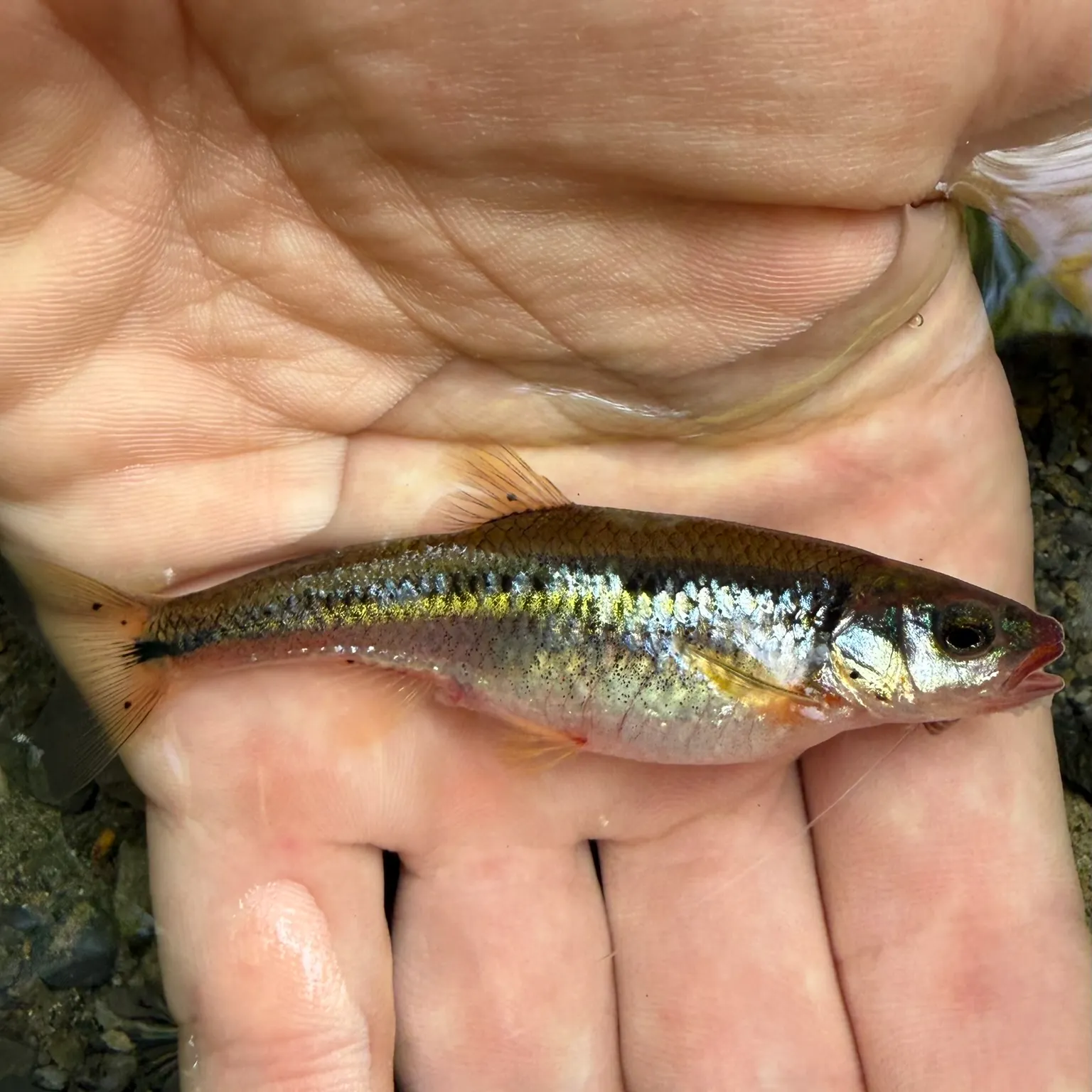 The most recent Saffron shiner catches on Fishbrain