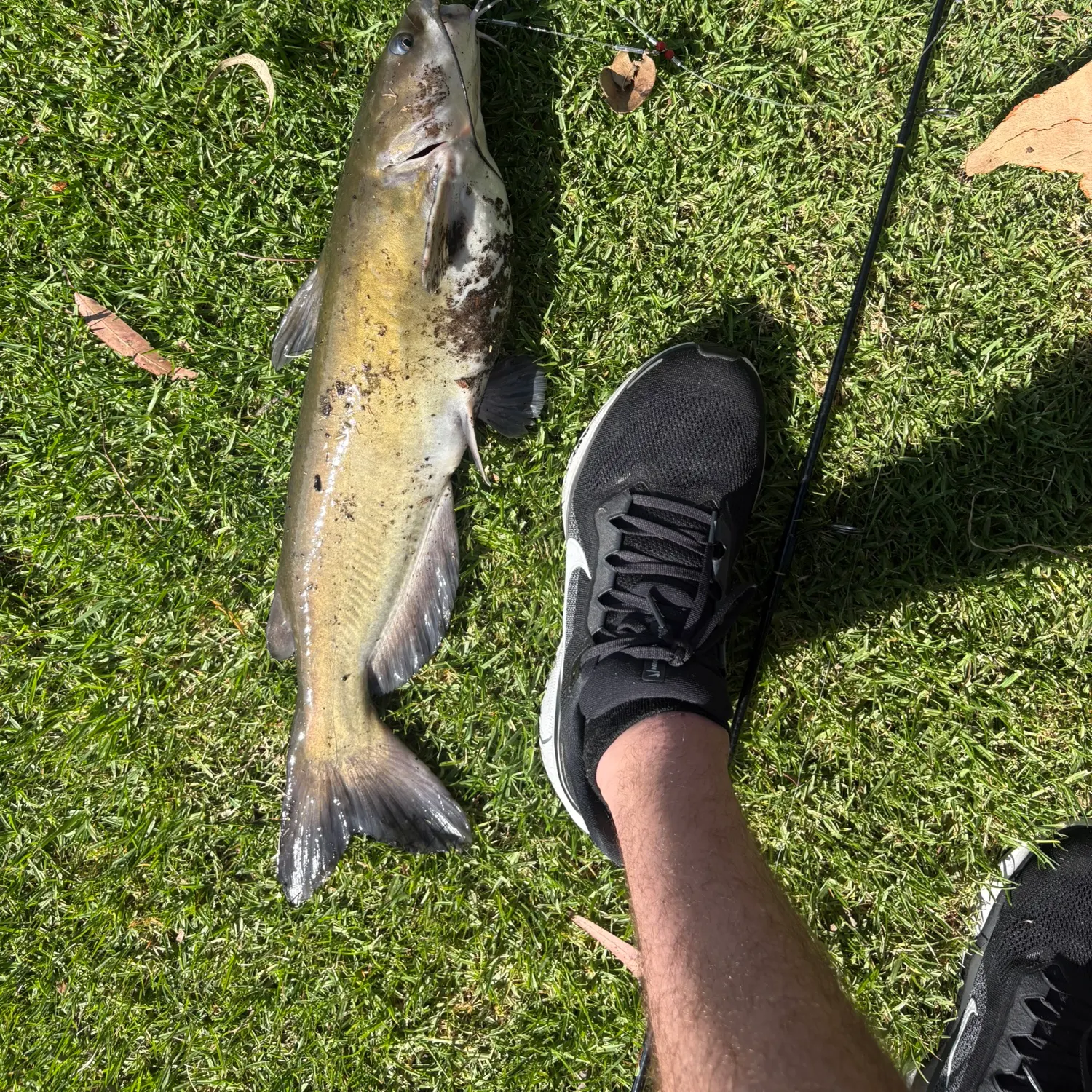 The most recent Gilded catfish catches on Fishbrain