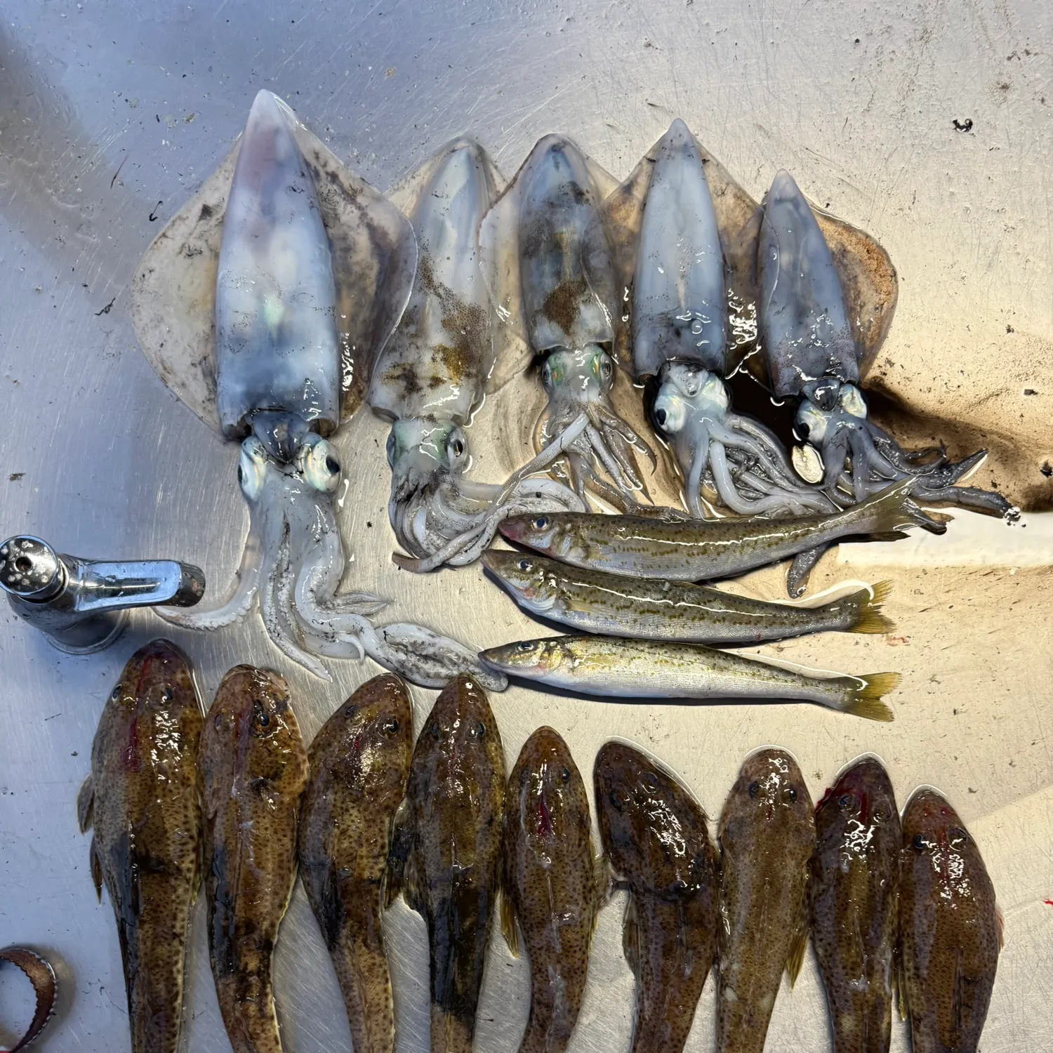 recently logged catches