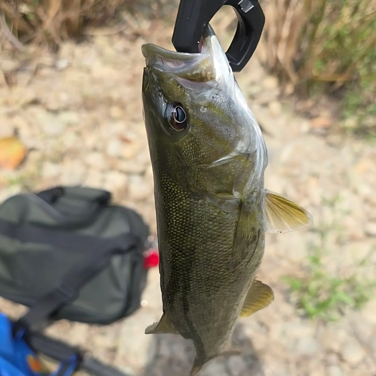 Smallmouth bass caught on Fishbrain