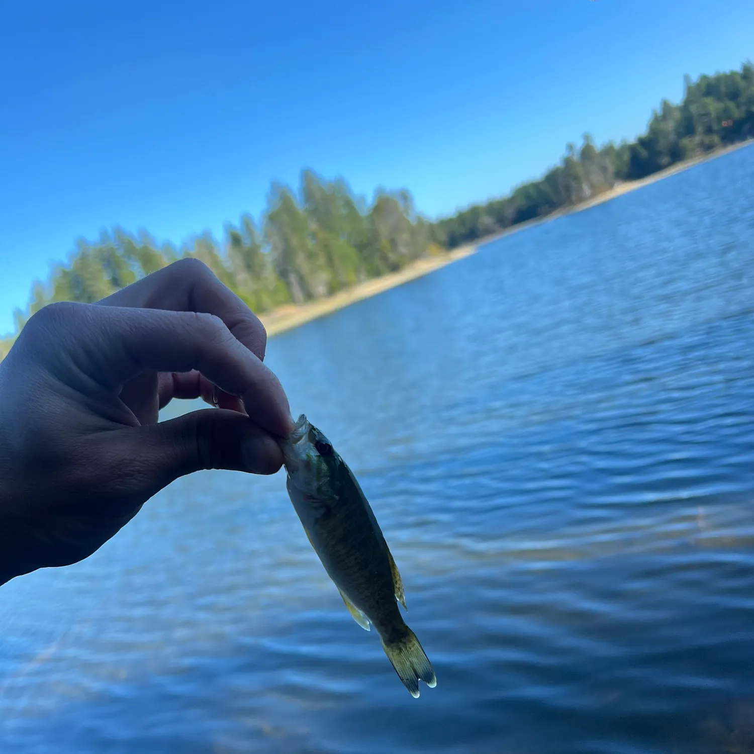 Smallmouth bass caught on Fishbrain