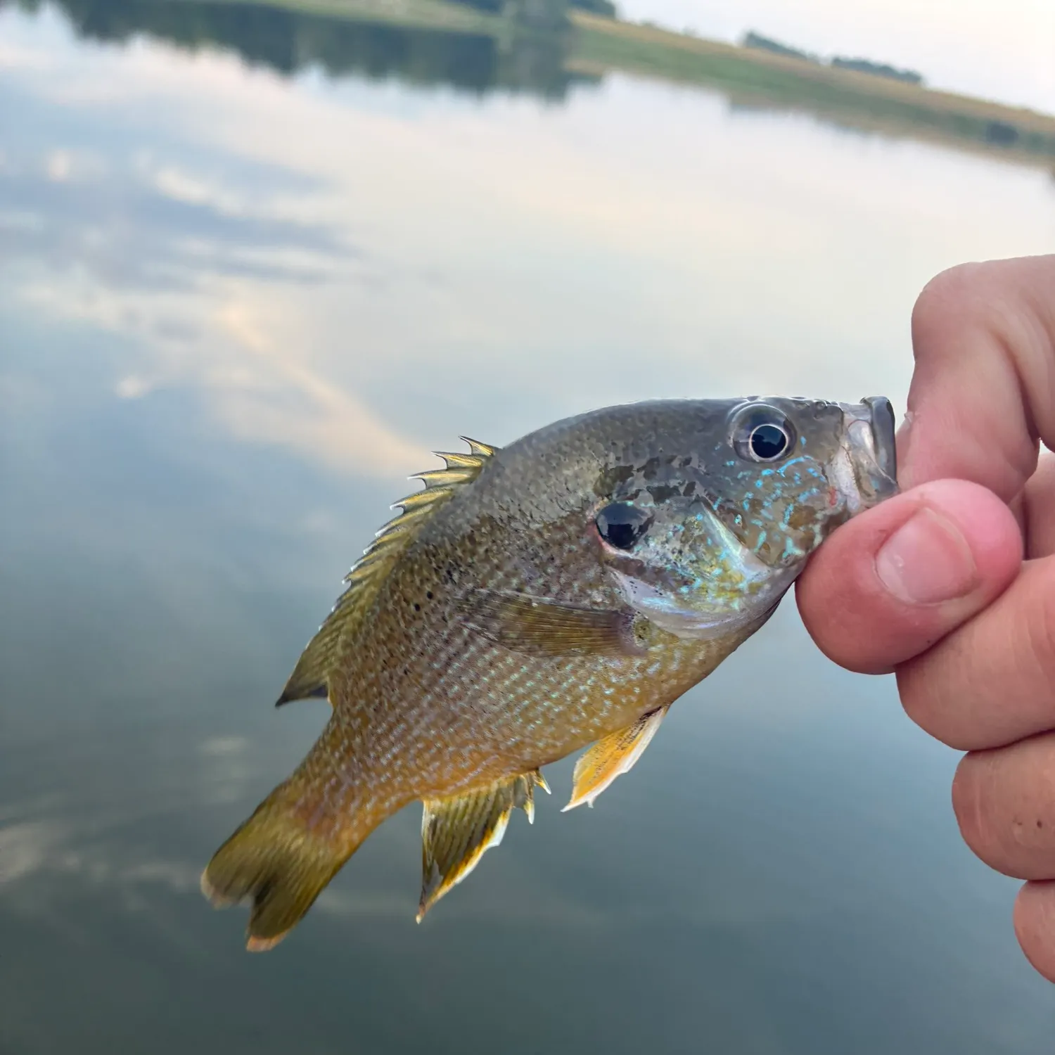 Green sunfish caught on Fishbrain