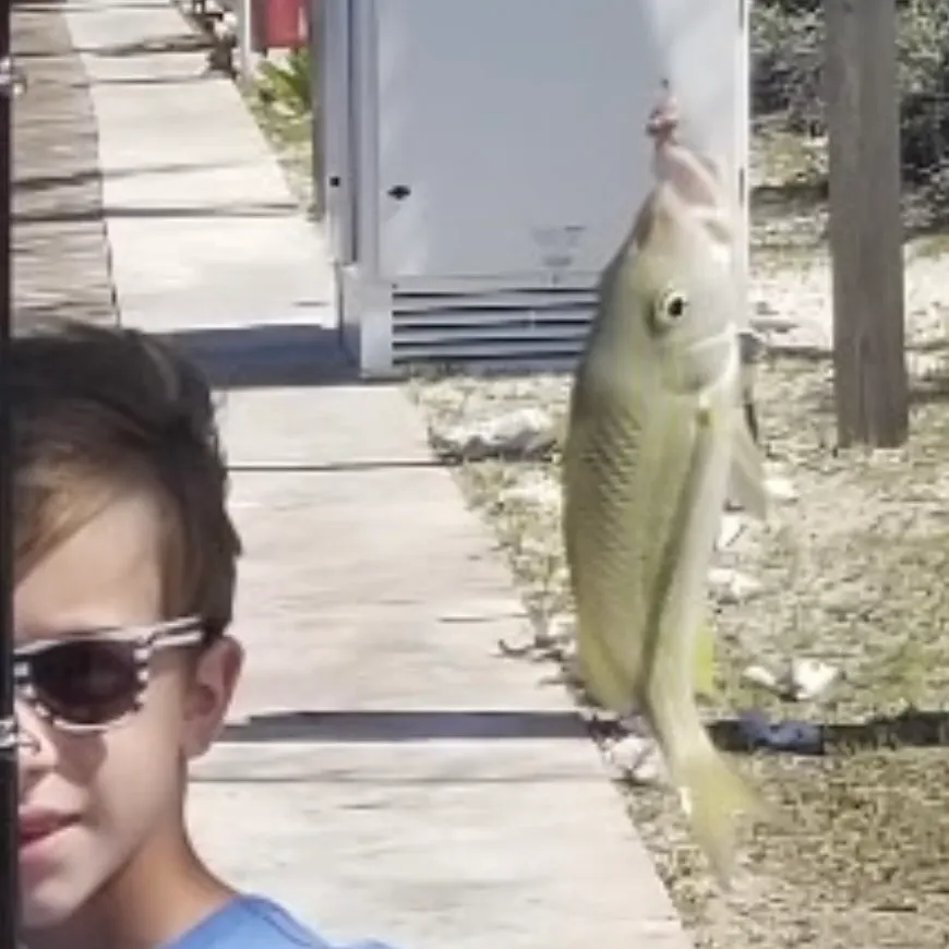 Tomtate grunt caught on Fishbrain
