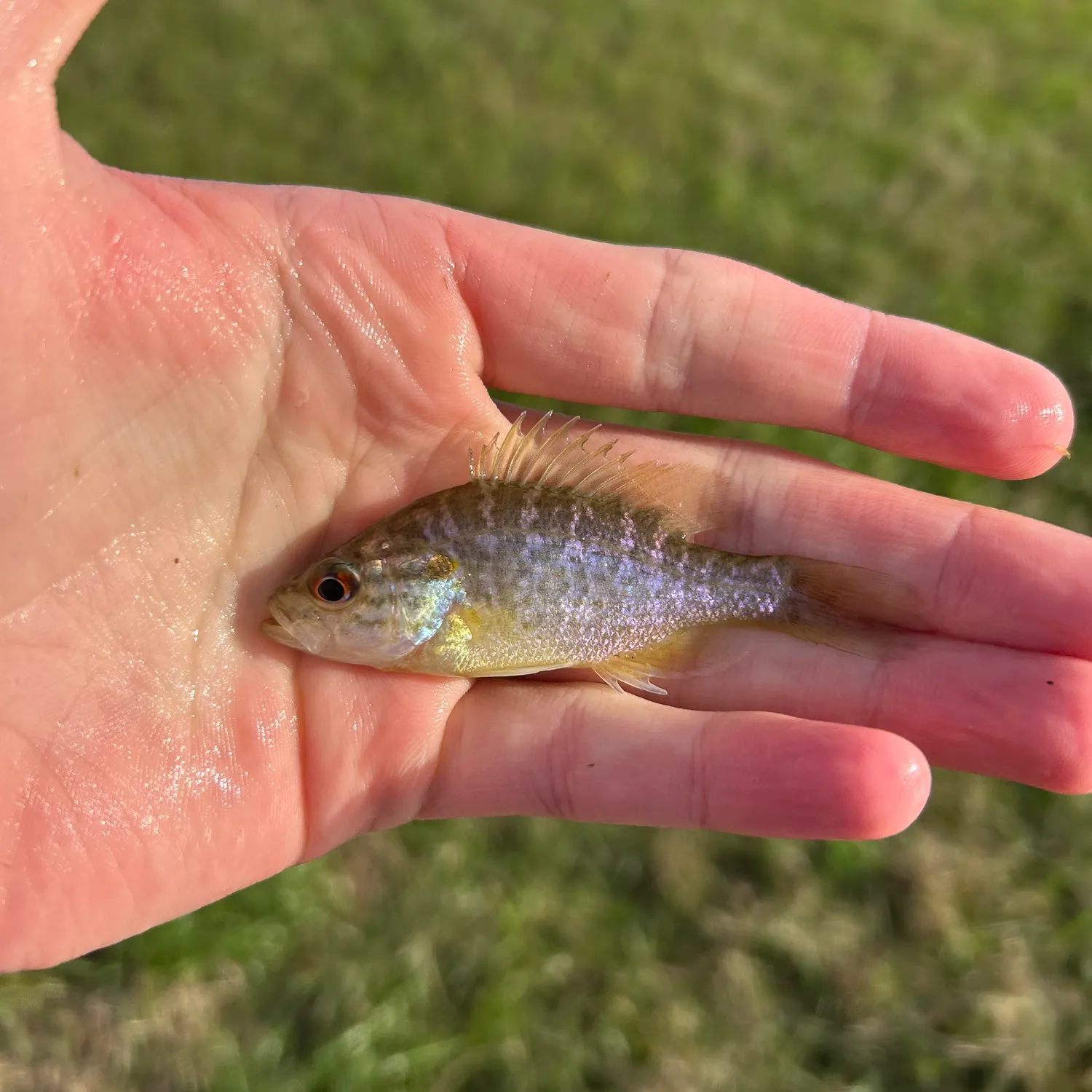 The most recent Warmouth catches on Fishbrain