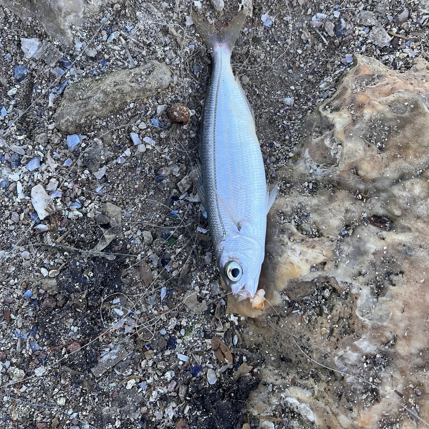 The most recent Bogue catches on Fishbrain