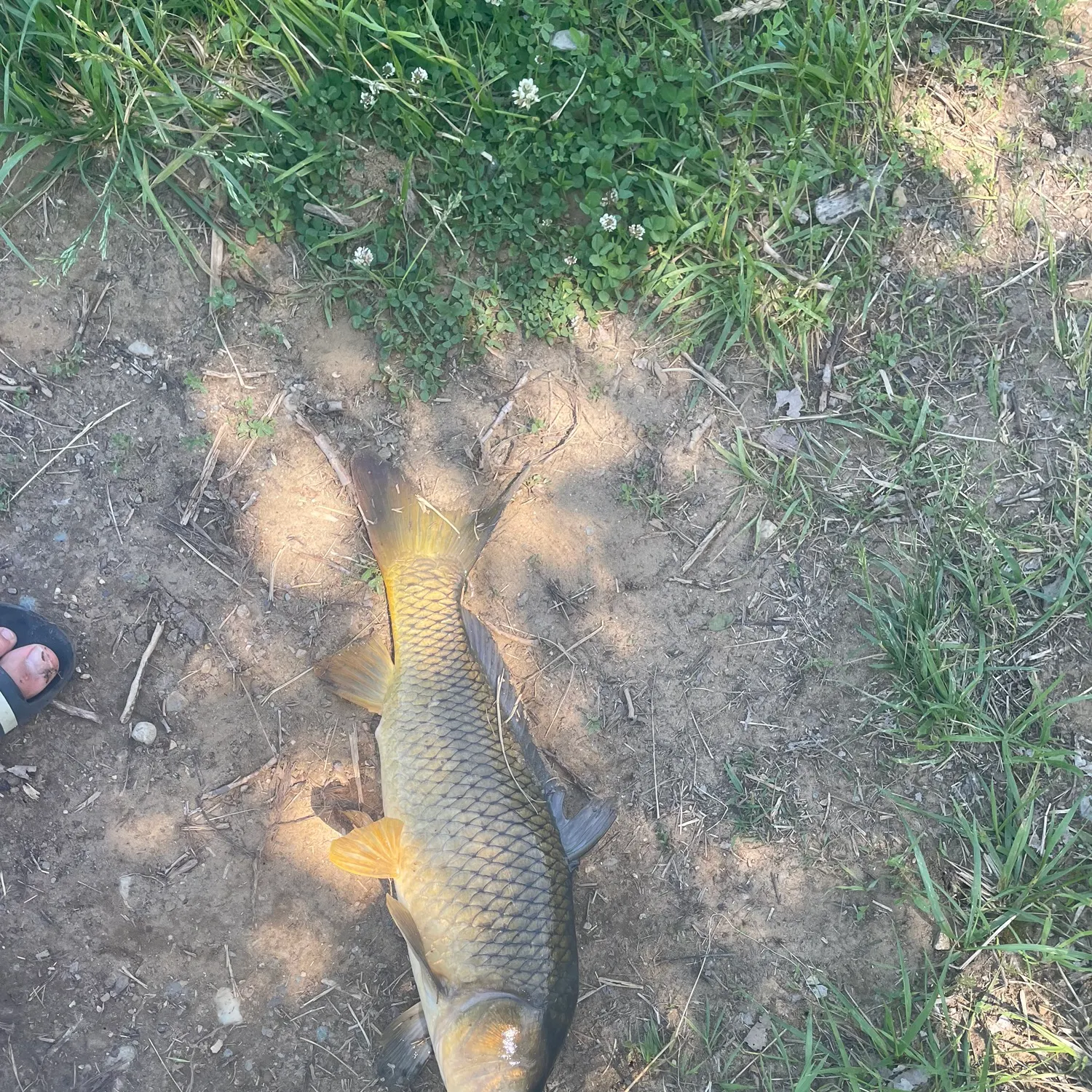 The most recent Common carp catches on Fishbrain