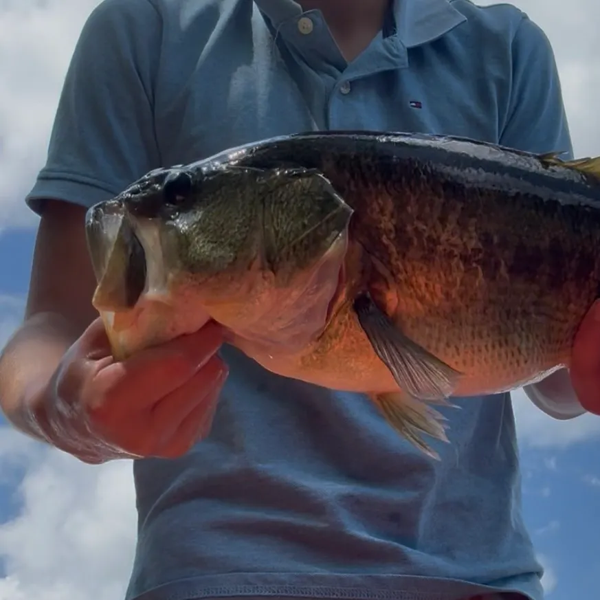 Largemouth bass caught on Fishbrain