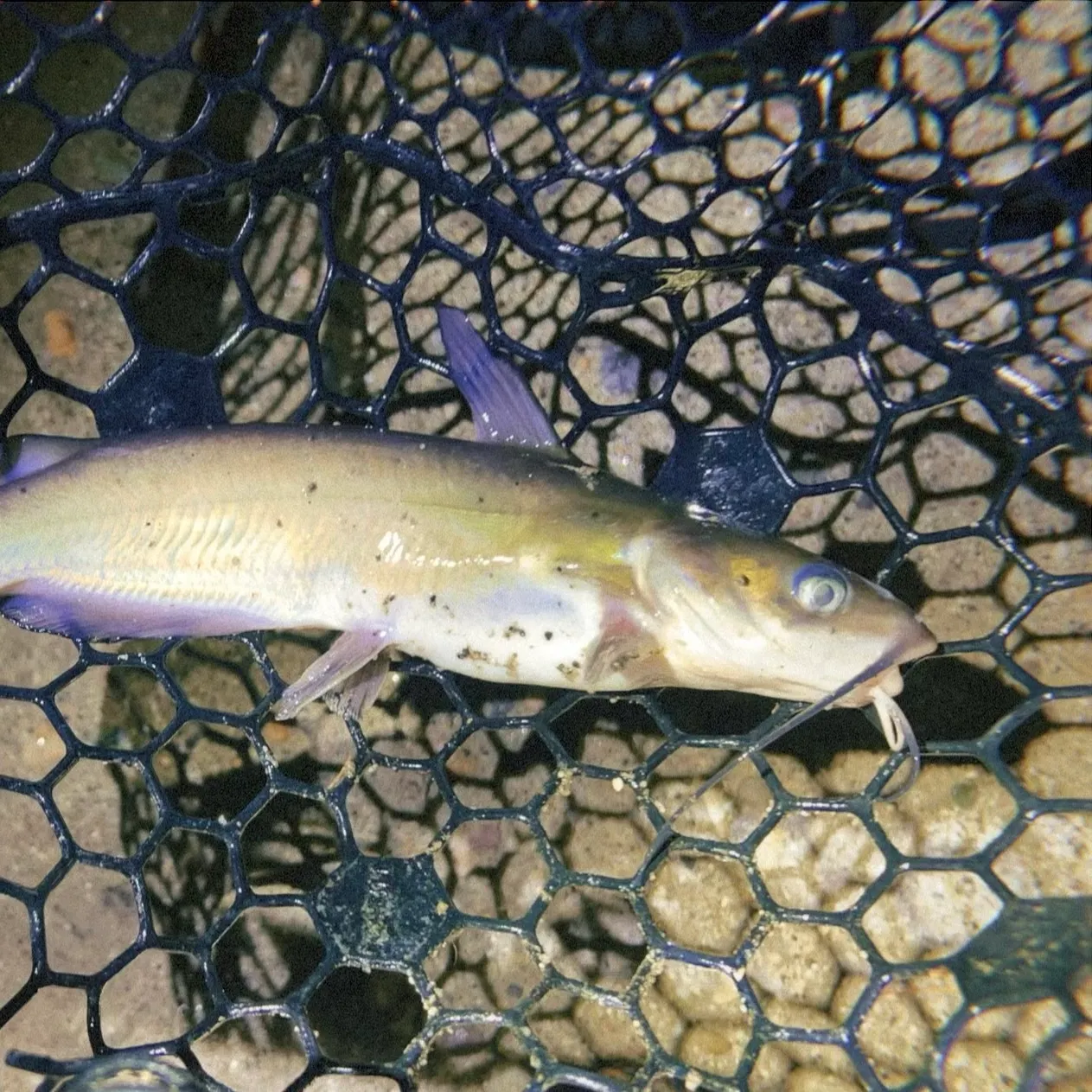 Channel catfish caught on Fishbrain
