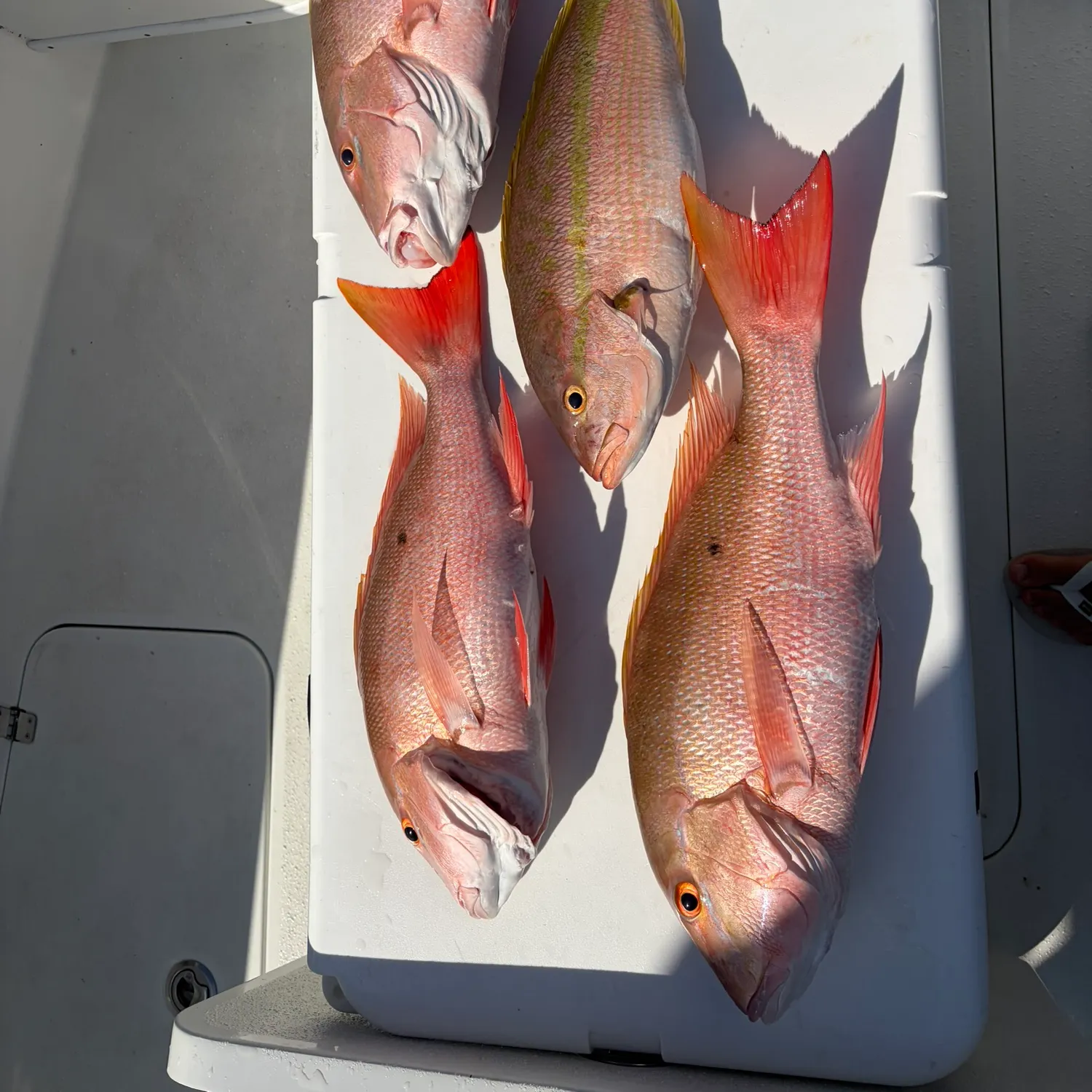 The most recent Mutton snapper catches on Fishbrain