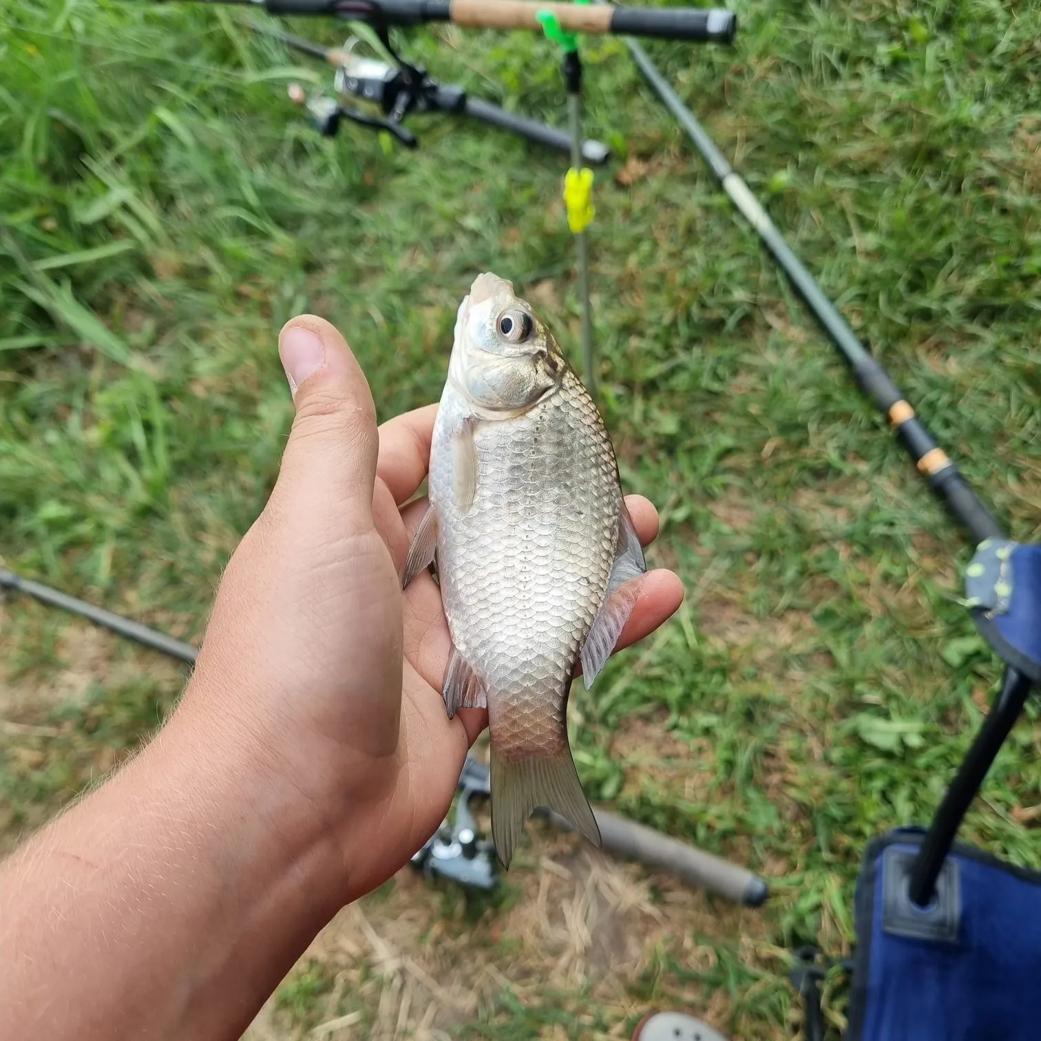 Crucian carp caught on Fishbrain