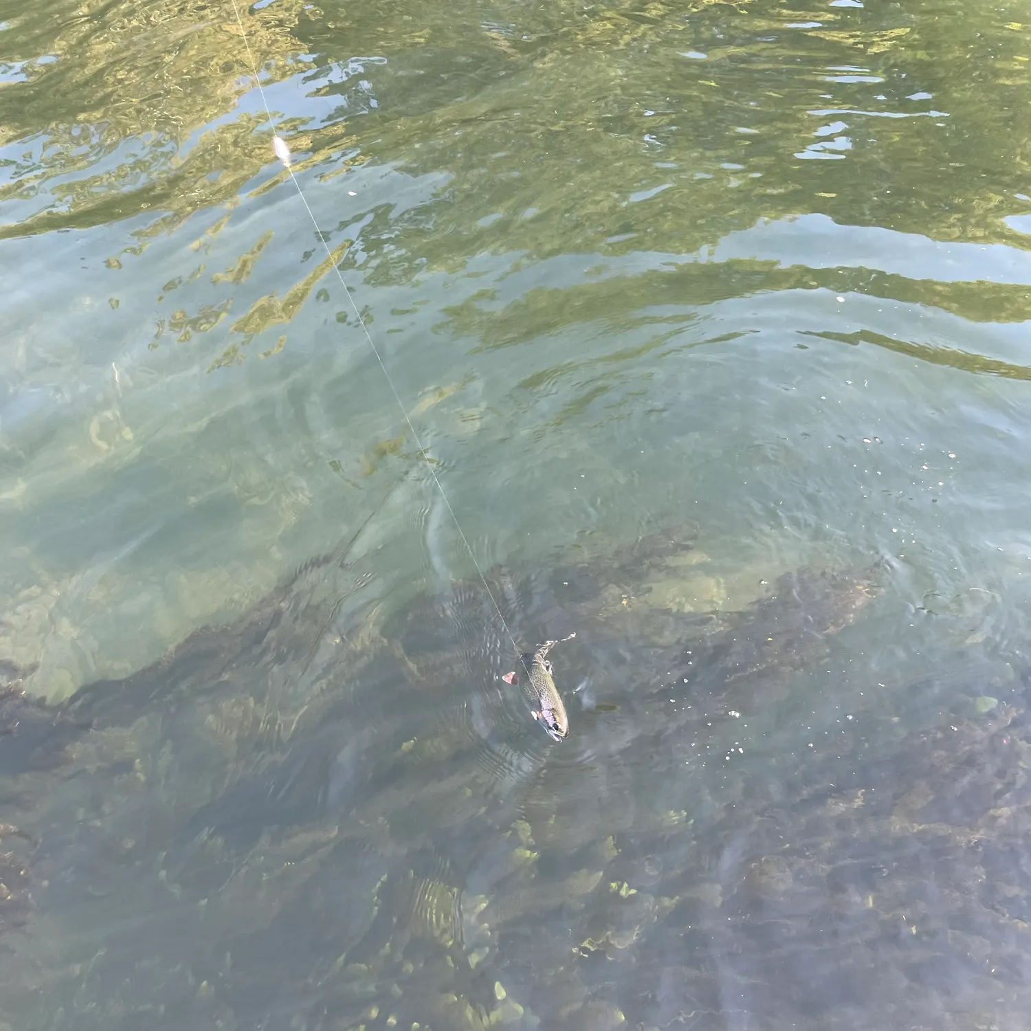 Fish caught on Fishbrain