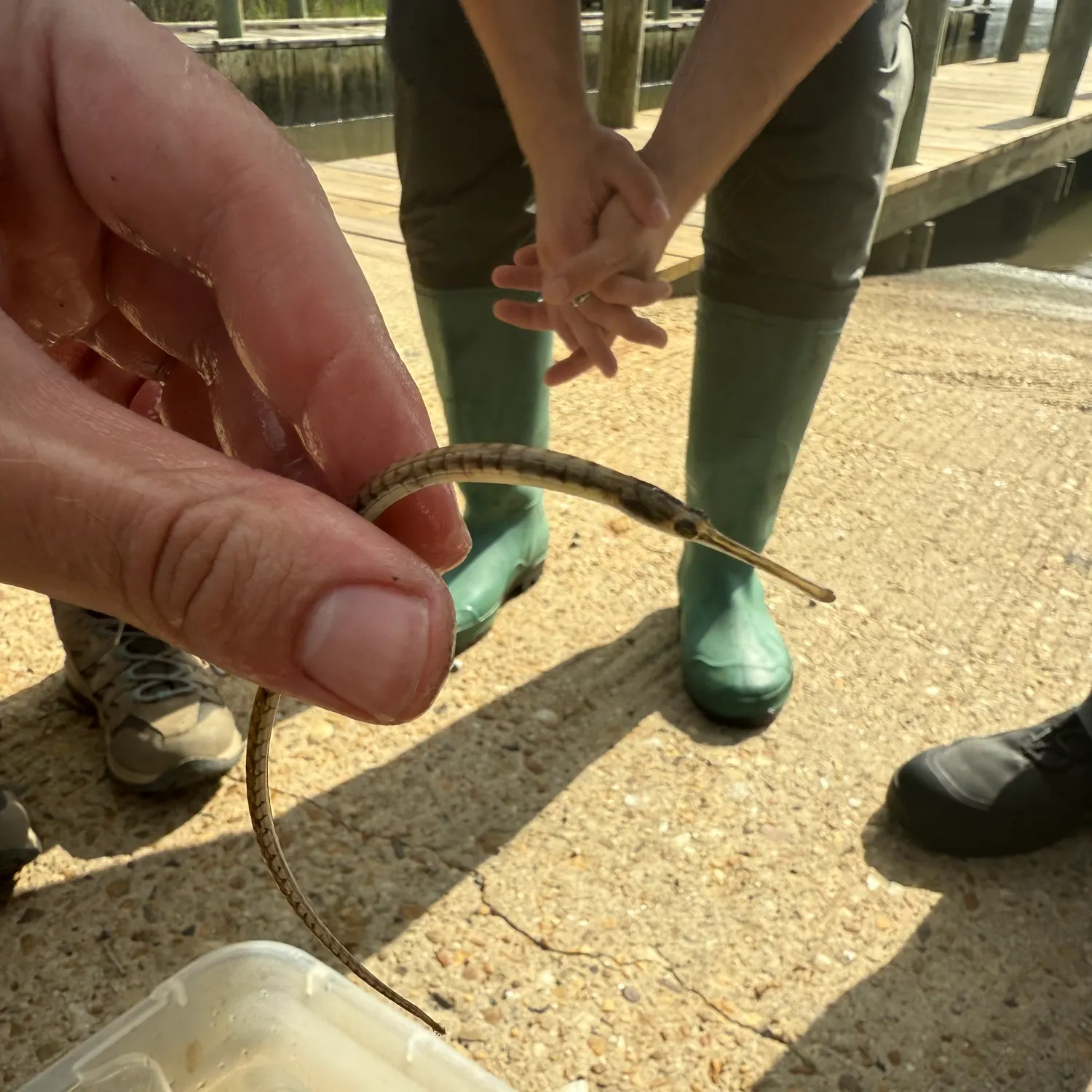 The most recent Northern pipefish catches on Fishbrain