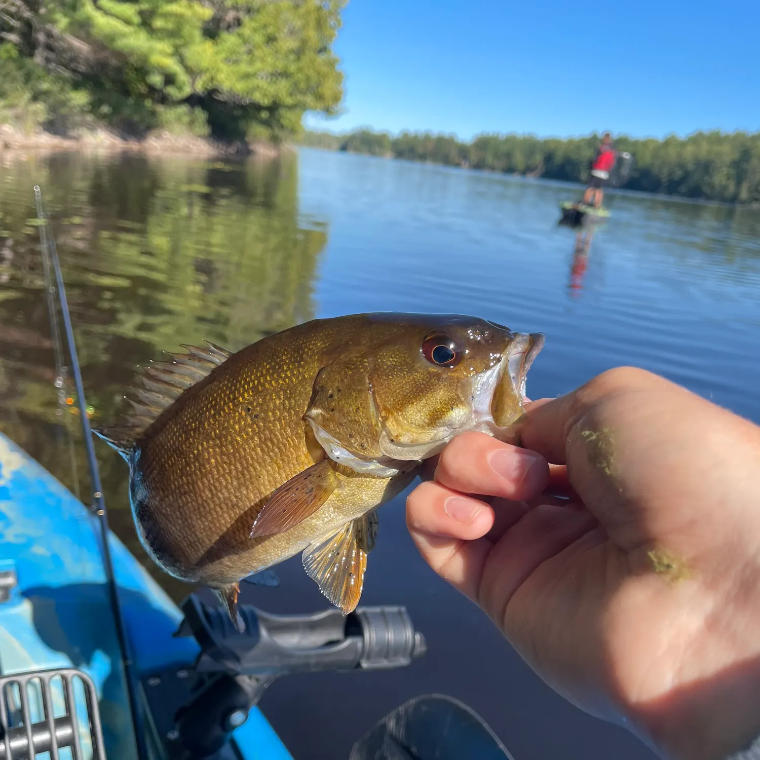 Smallmouth bass caught on Fishbrain