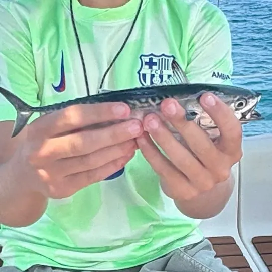 Little tunny caught on Fishbrain