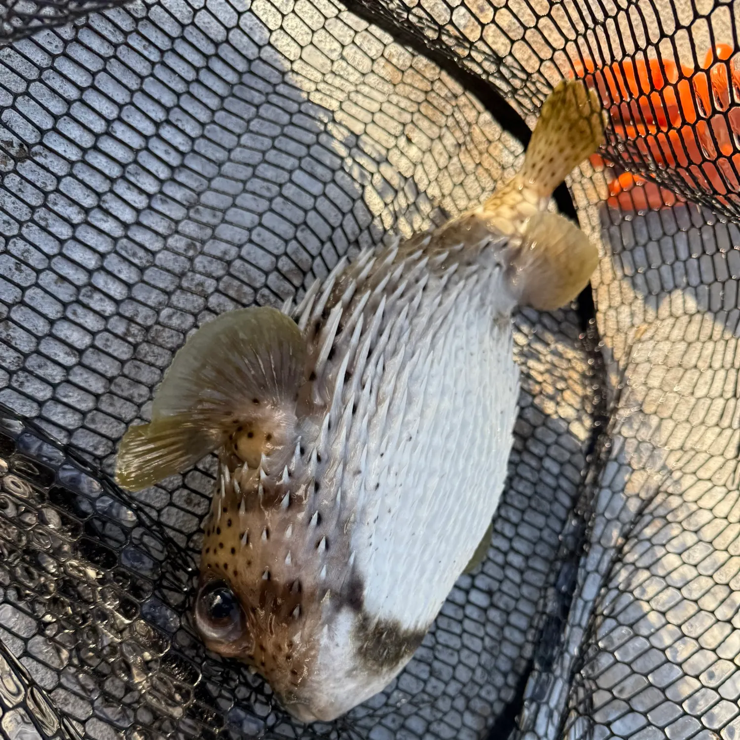 The most recent Longspined porcupinefish catches on Fishbrain