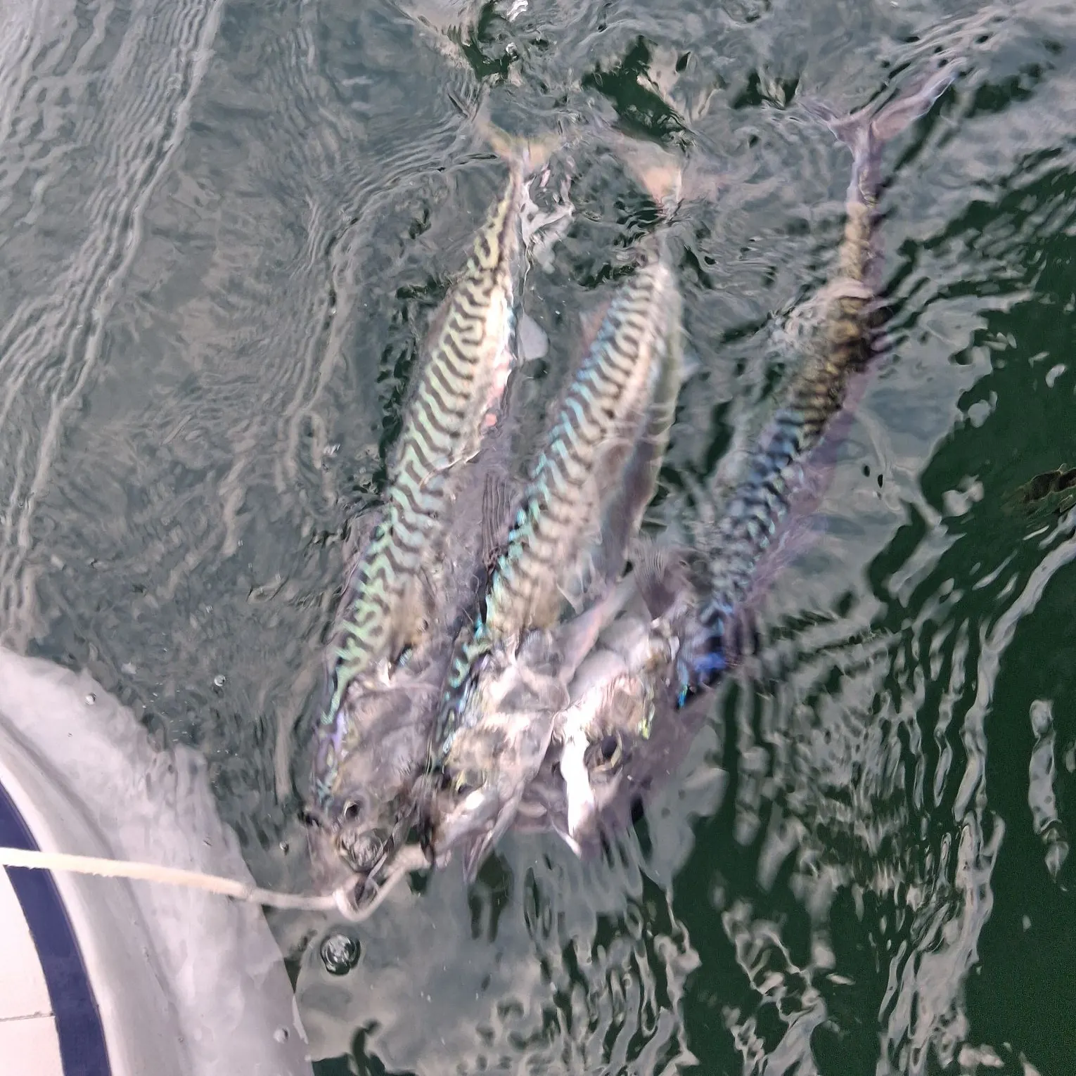 Atlantic mackerel caught on Fishbrain