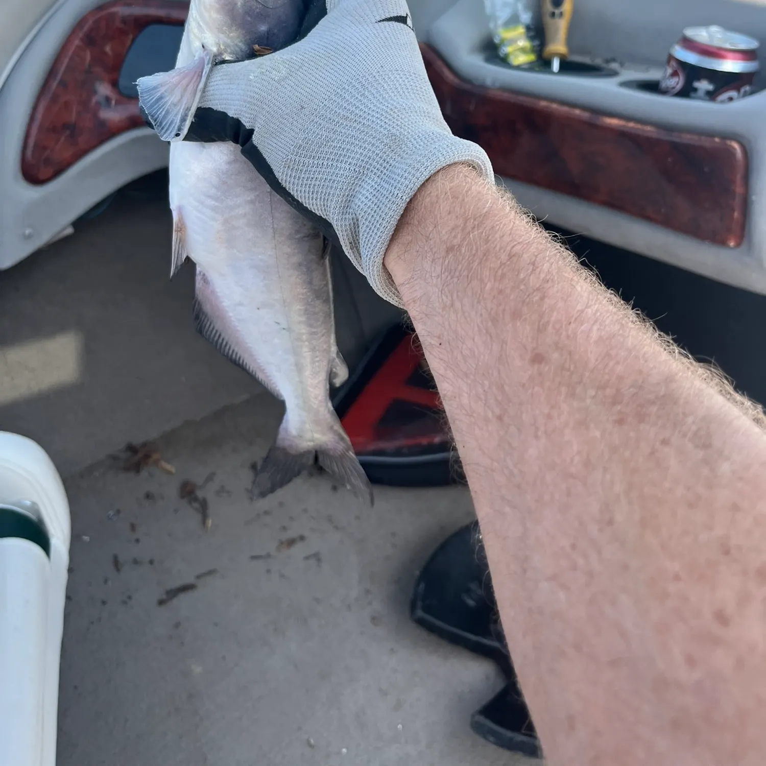 Blue catfish caught on Fishbrain