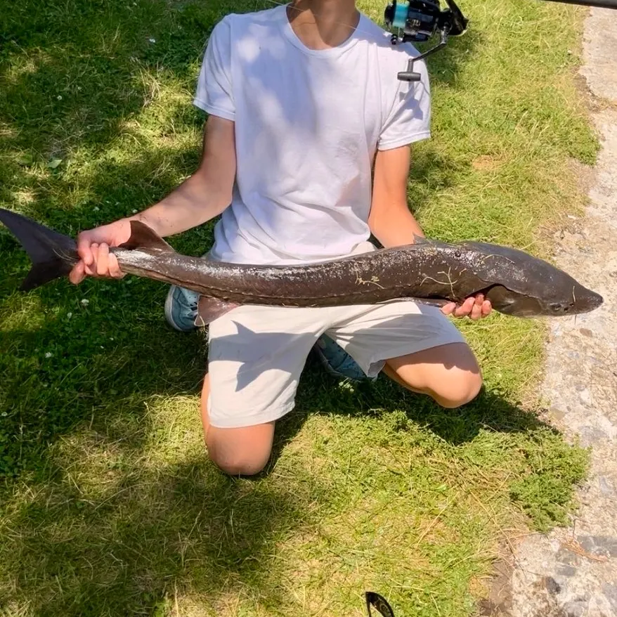 The most recent Lake sturgeon catches on Fishbrain