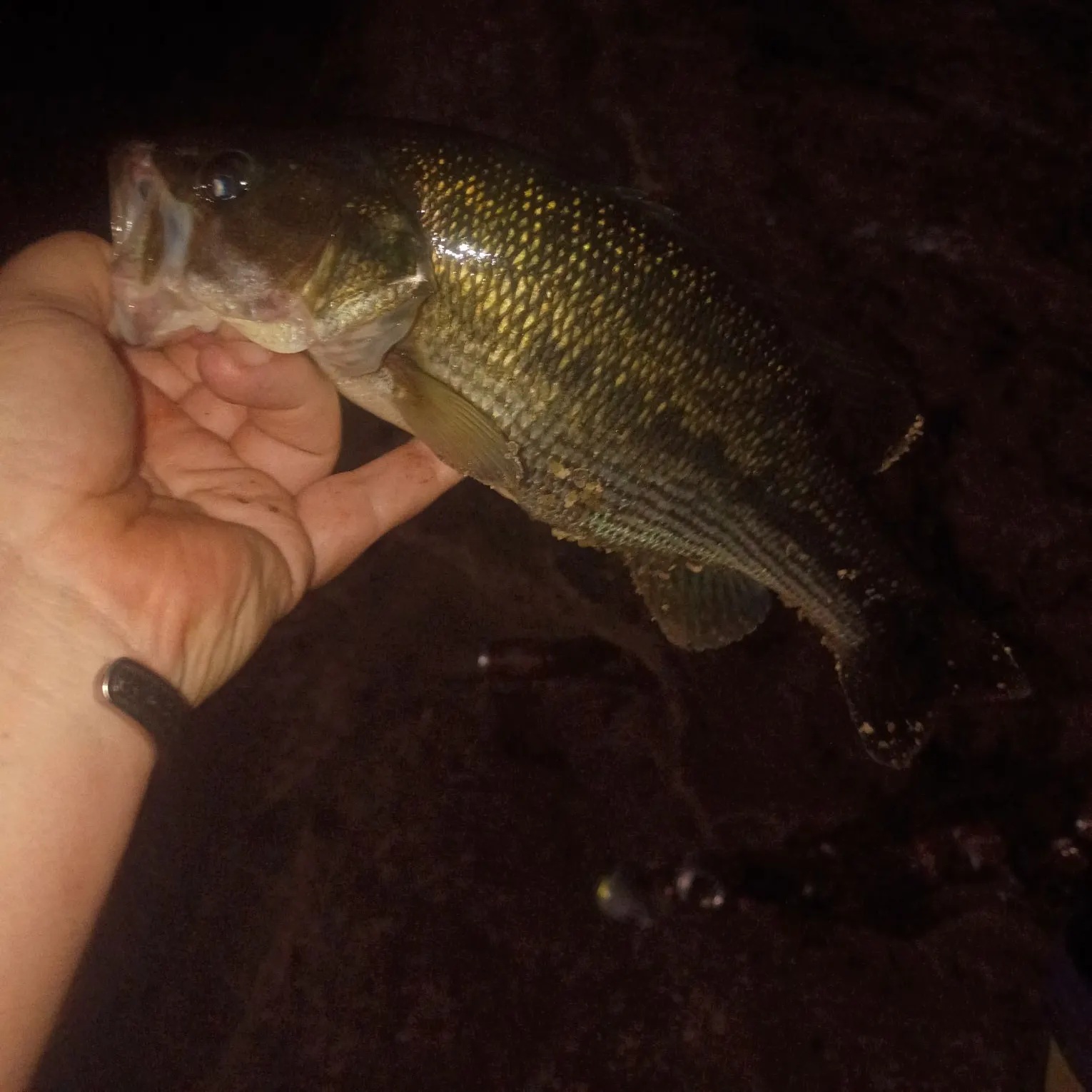 Spotted bass caught on Fishbrain