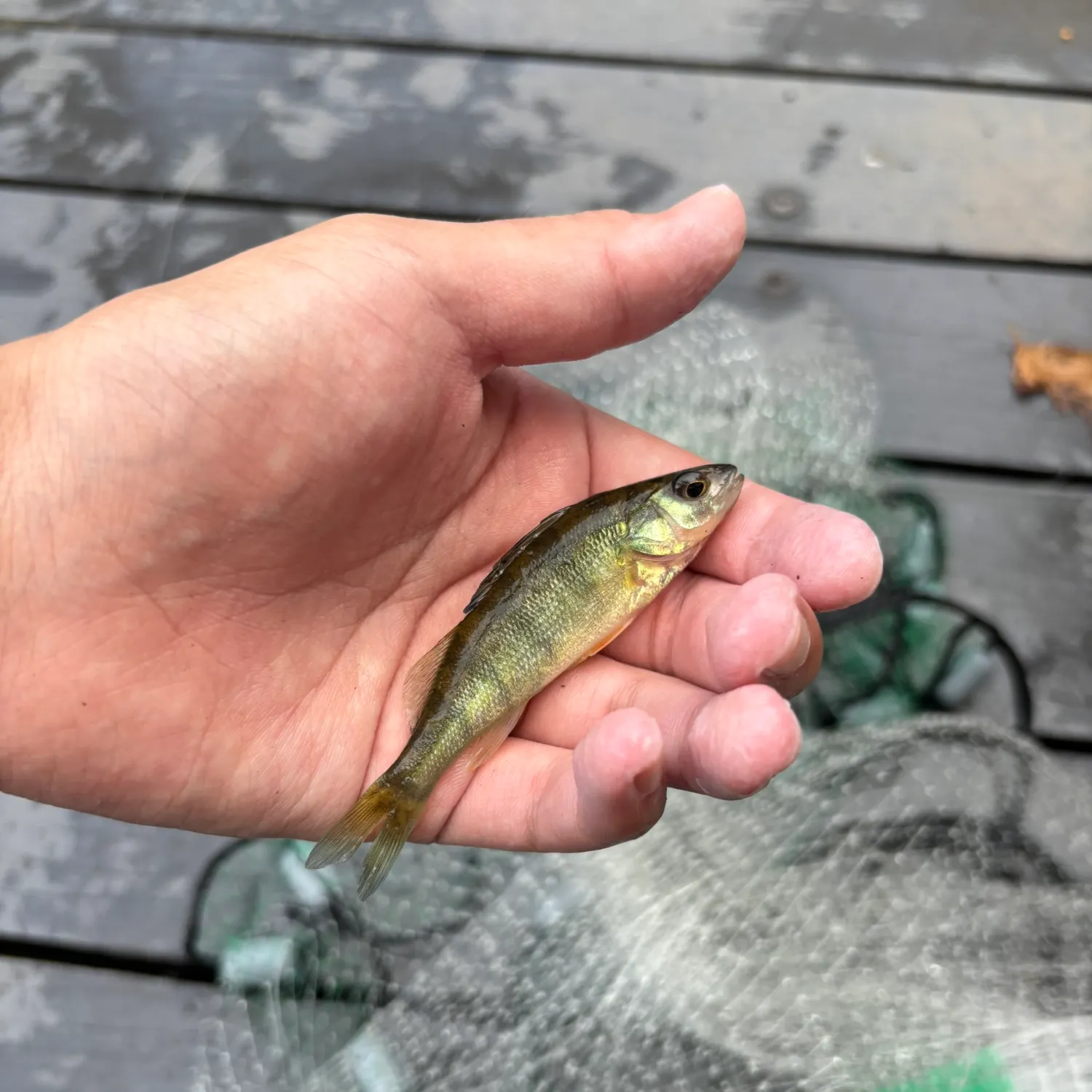 Yellow perch caught on Fishbrain