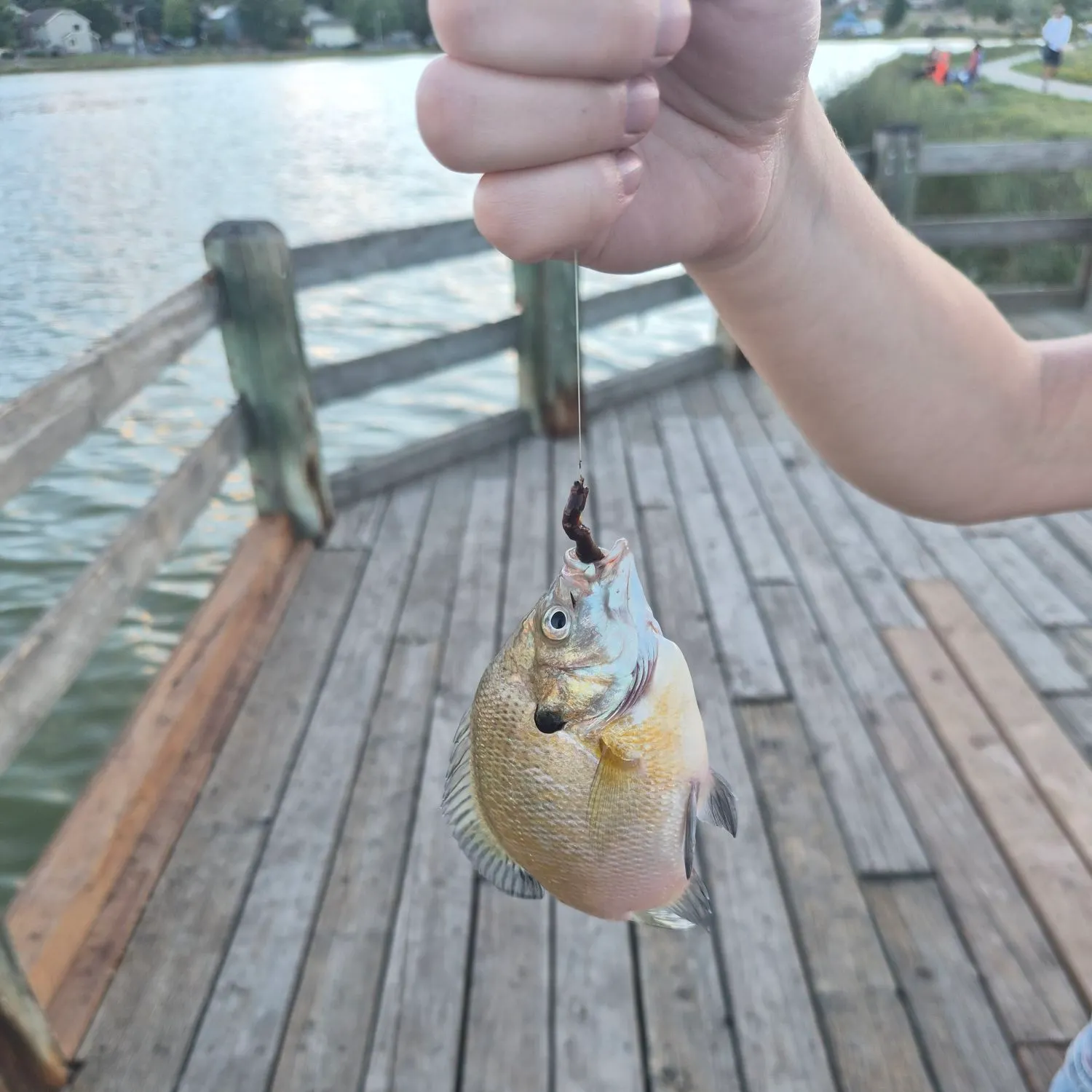 Bluegill caught on Fishbrain