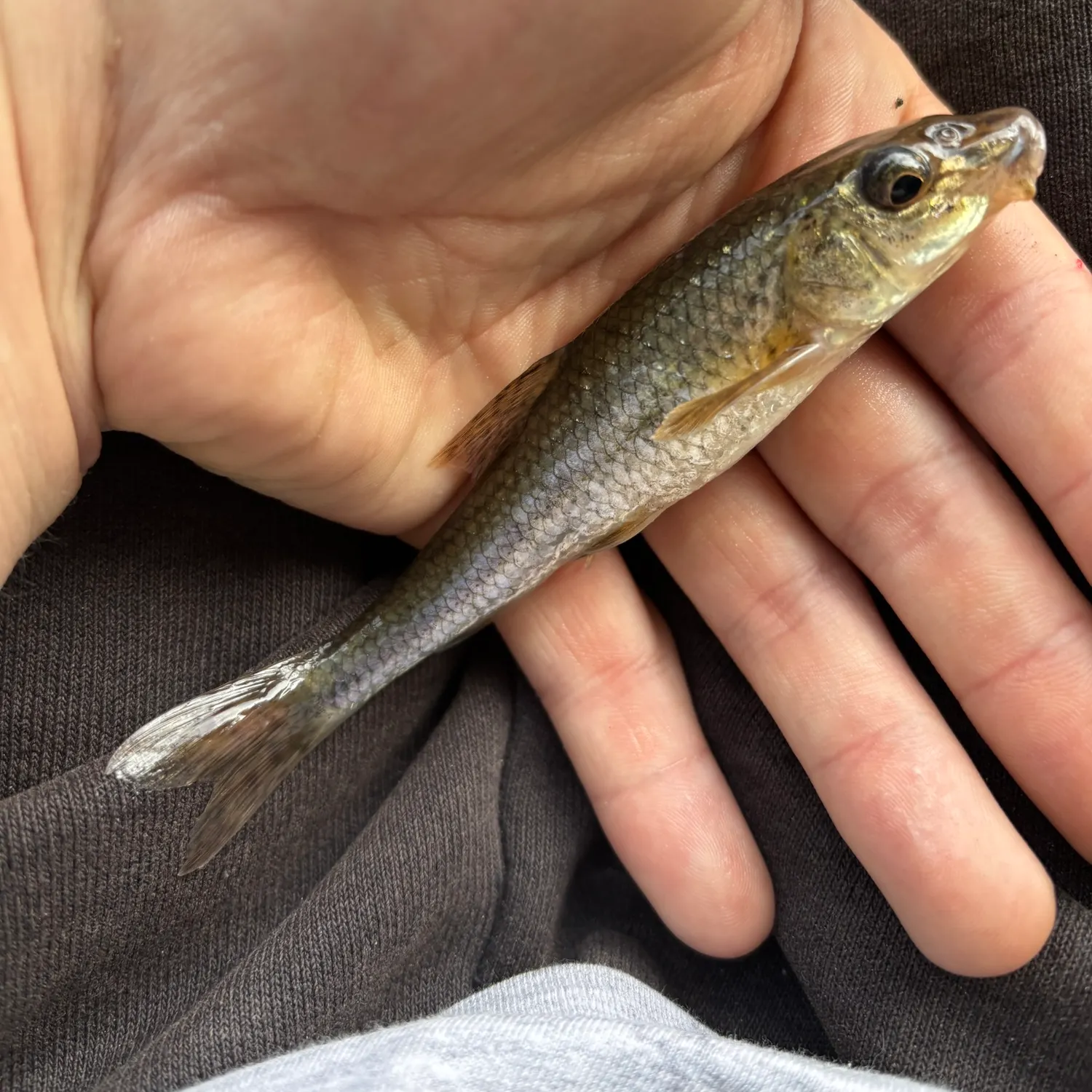 The most recent Gudgeon catches on Fishbrain