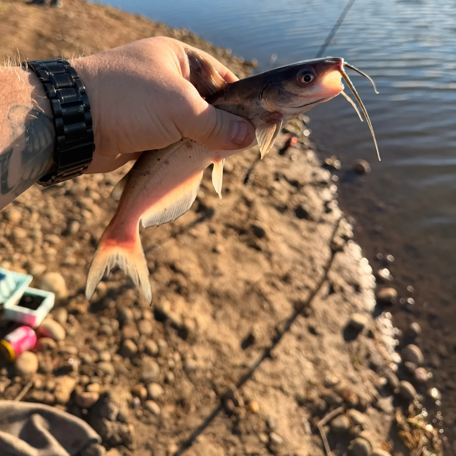 Channel catfish caught on Fishbrain