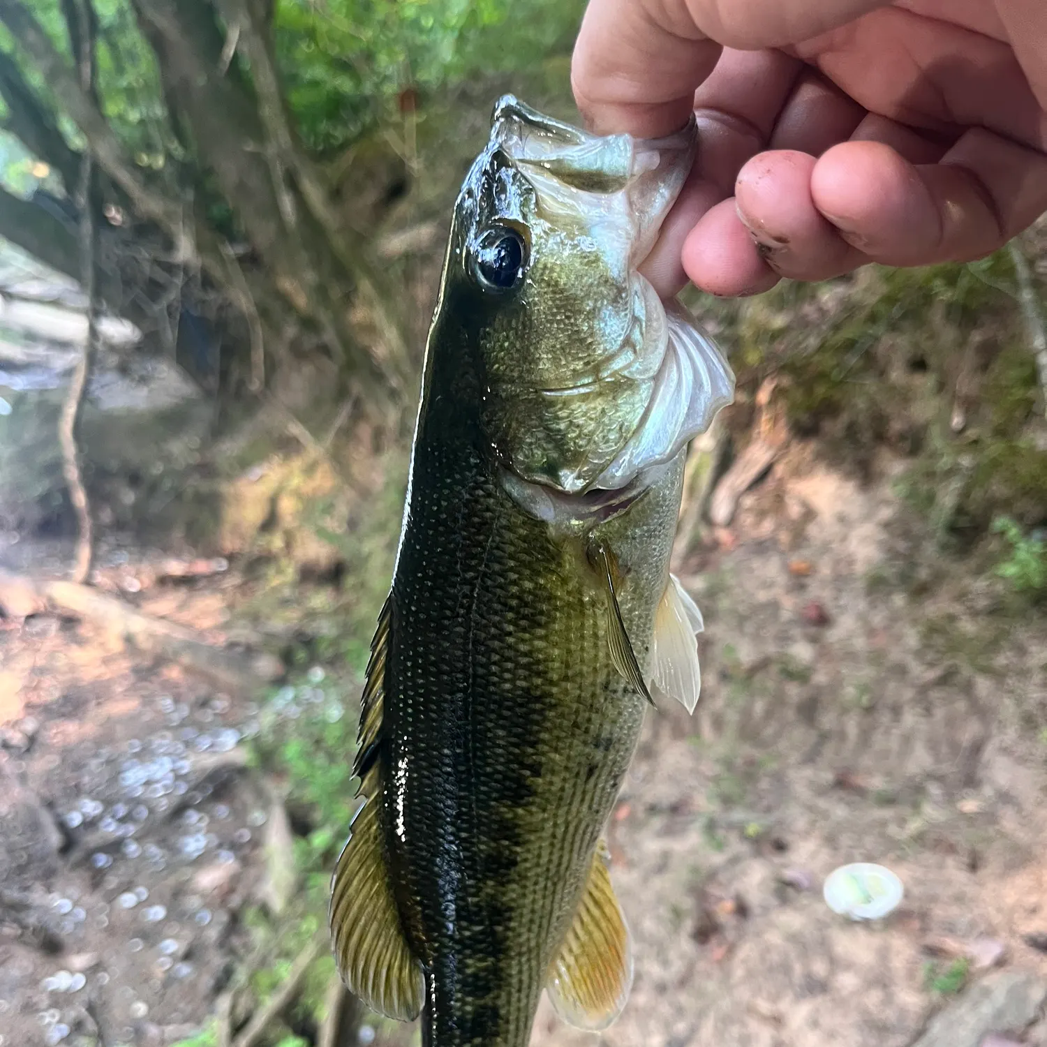 Spotted bass caught on Fishbrain