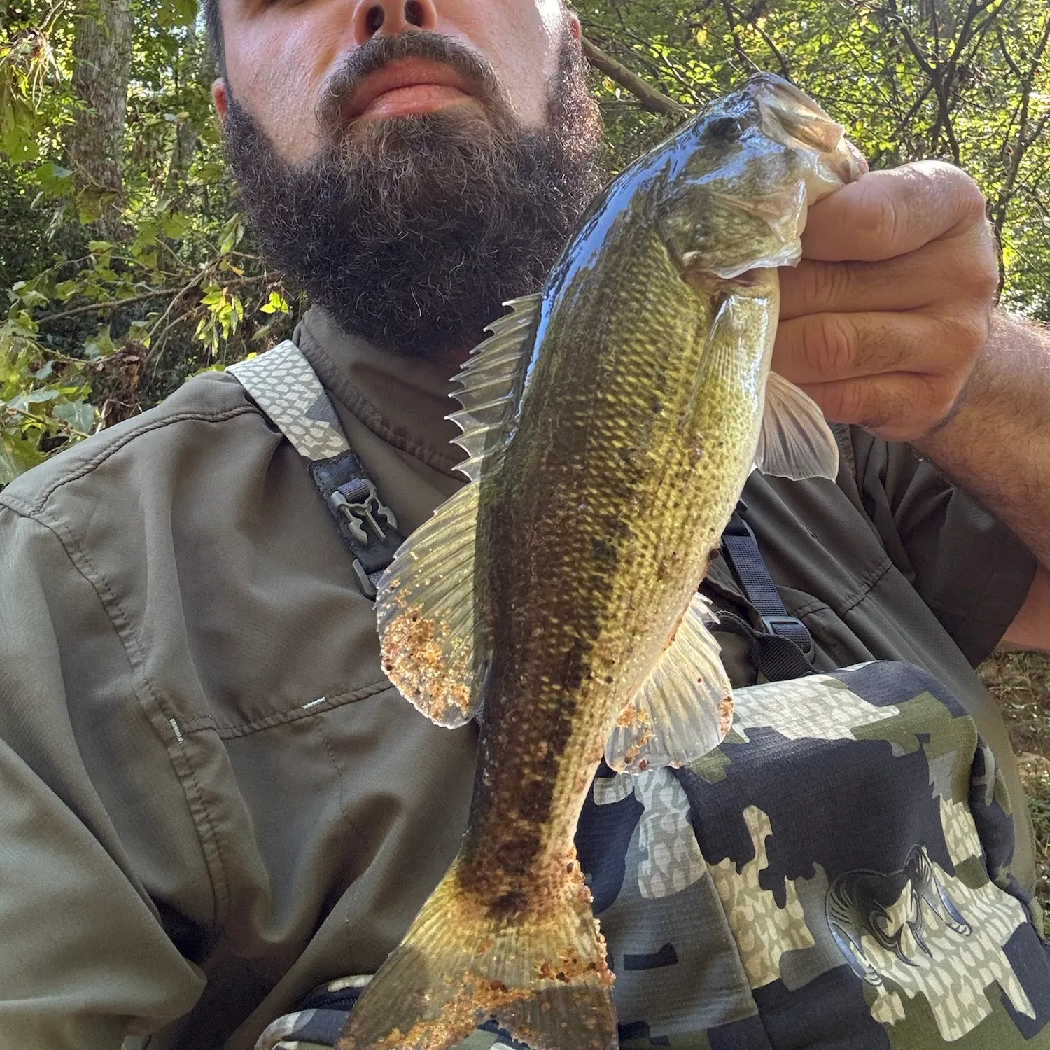 Spotted bass caught on Fishbrain