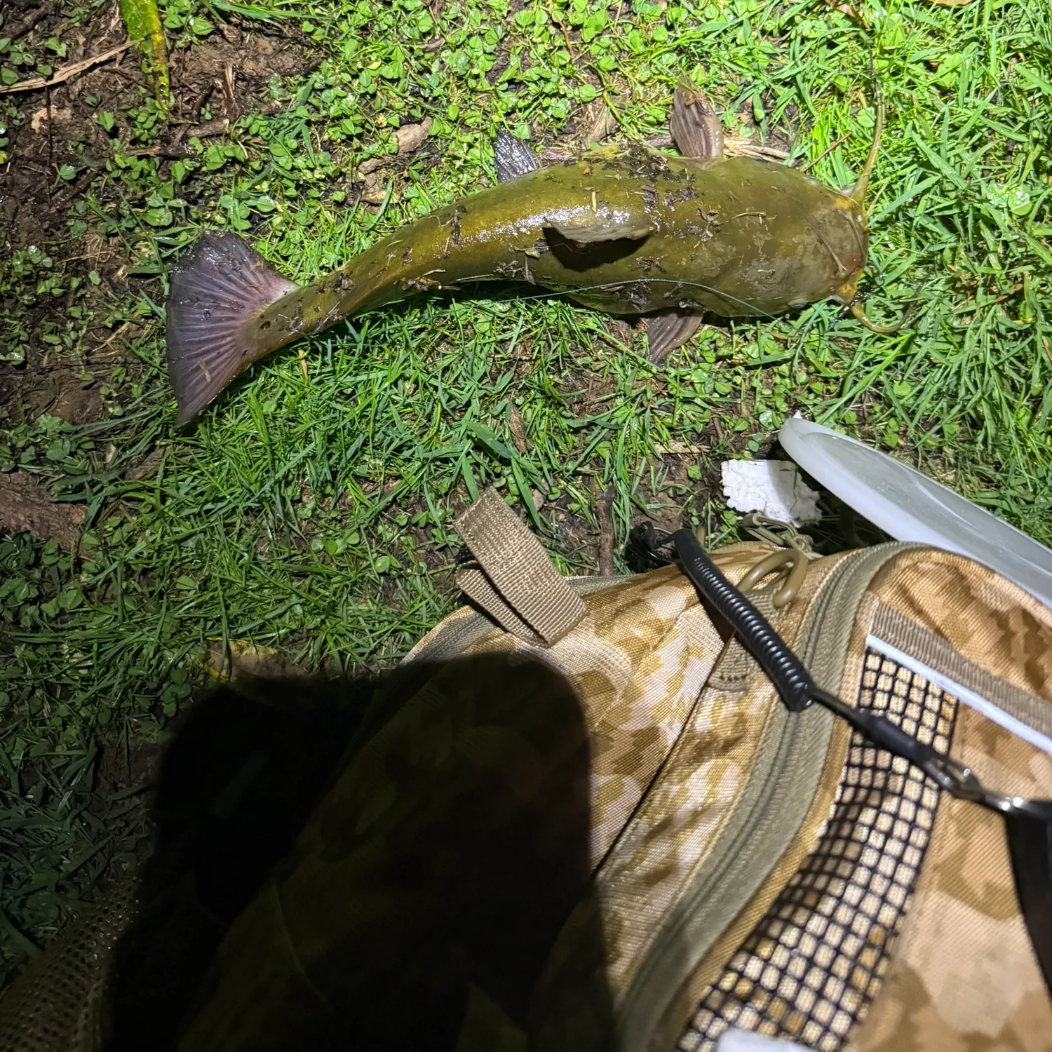 The most recent Brown bullhead catches on Fishbrain