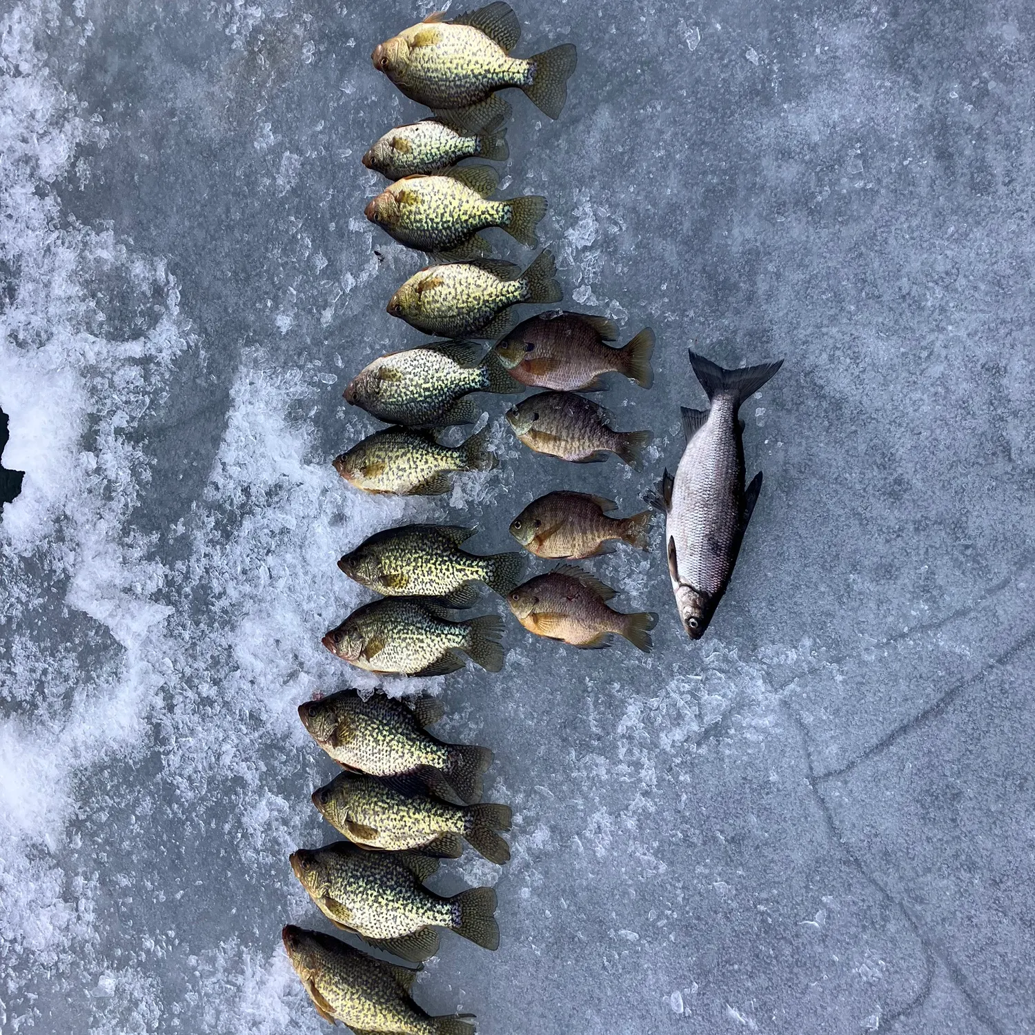 recently logged catches