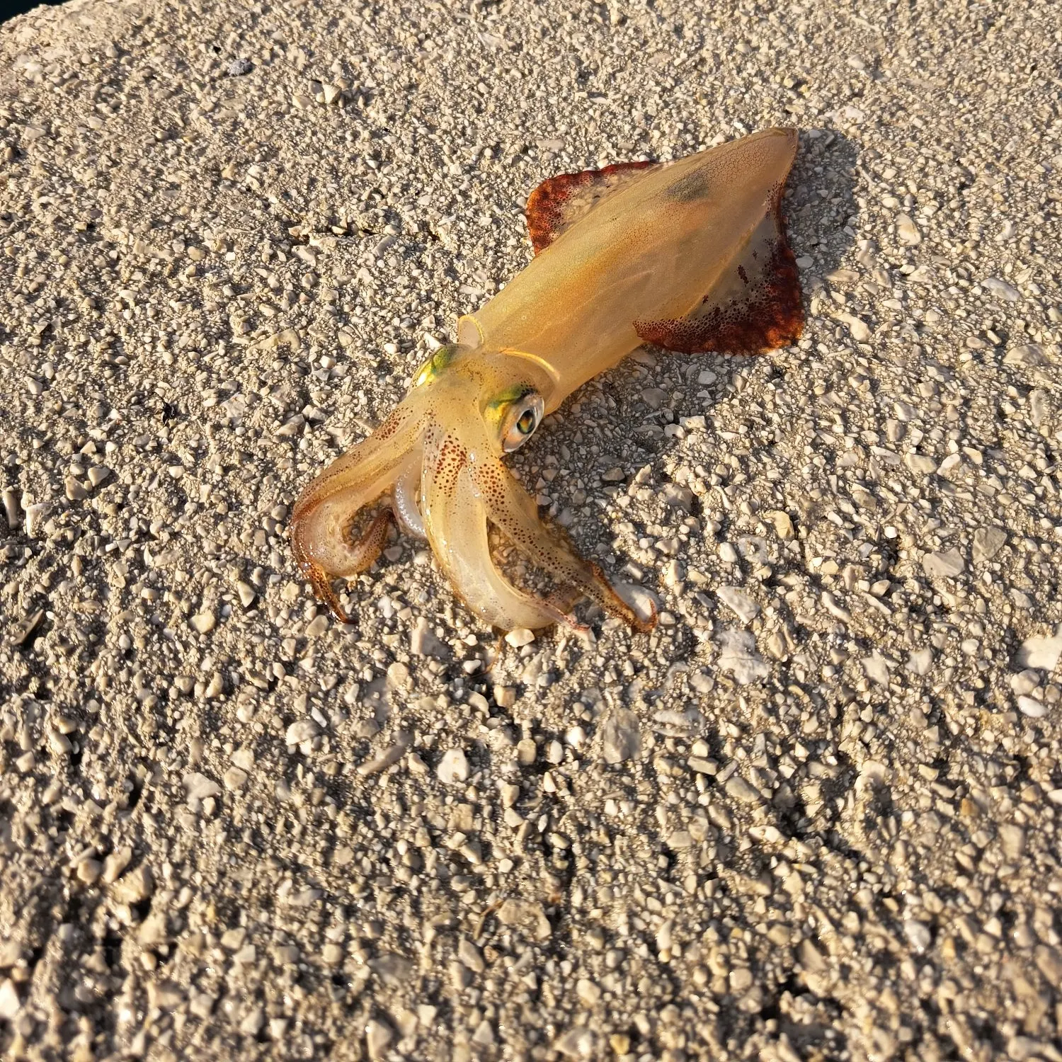 The most recent European flying squid catches on Fishbrain