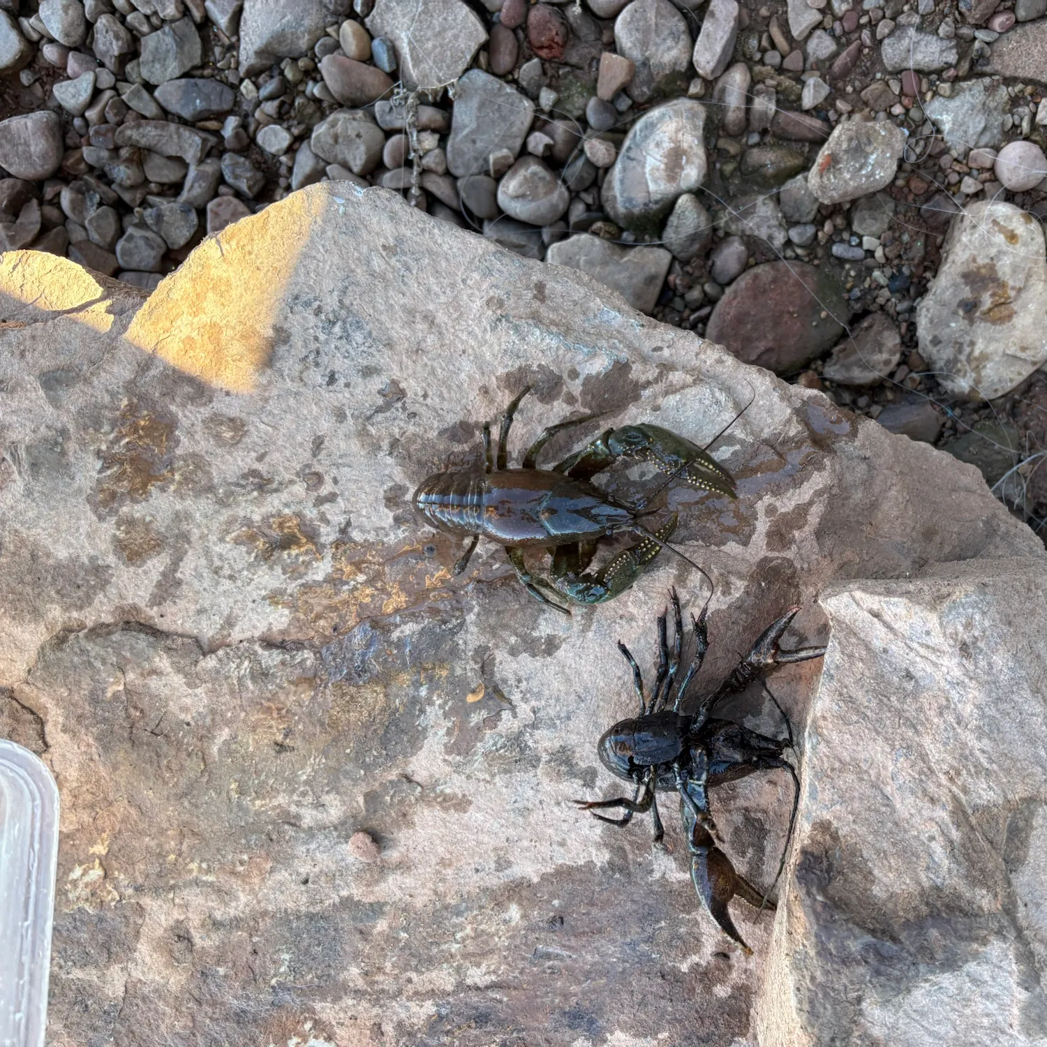 Signal crayfish caught on Fishbrain