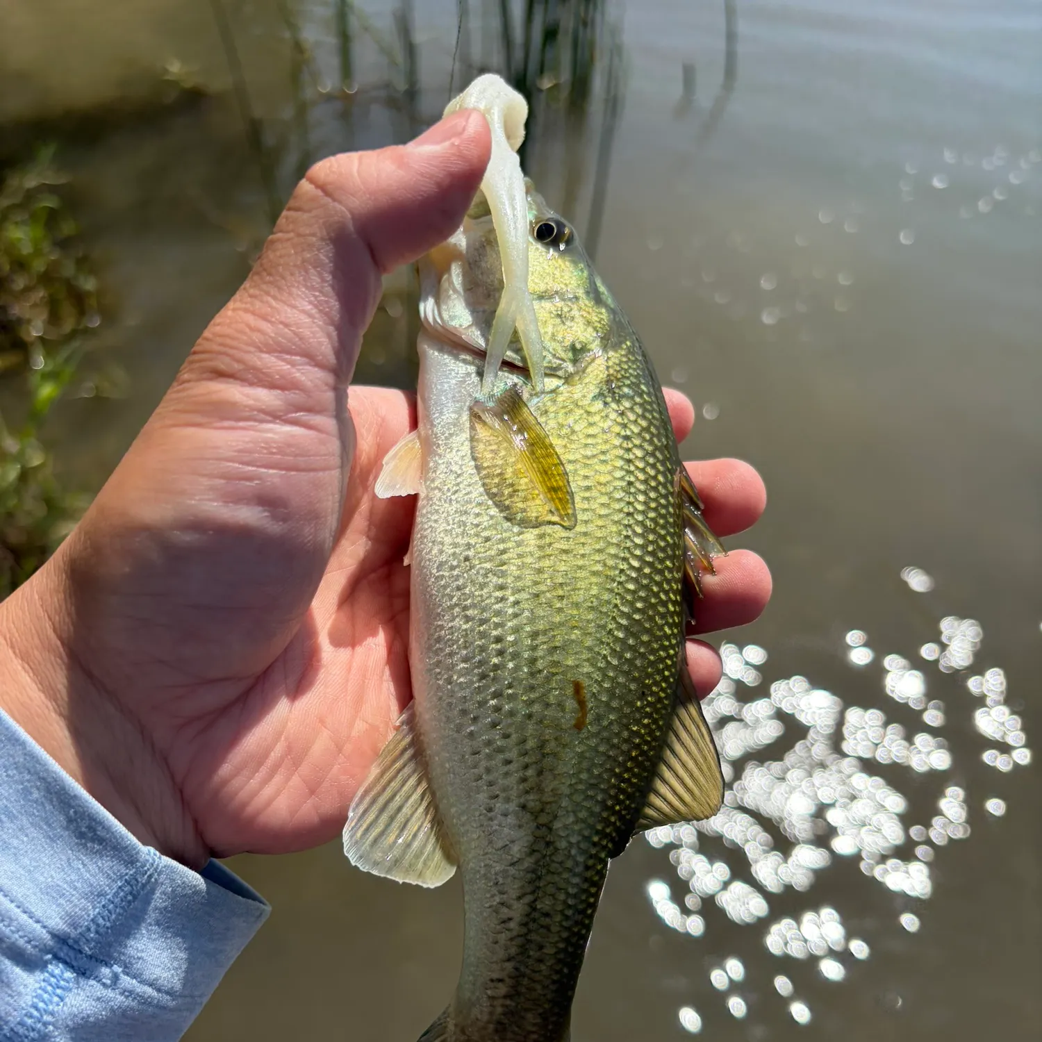 Largemouth bass caught on Fishbrain