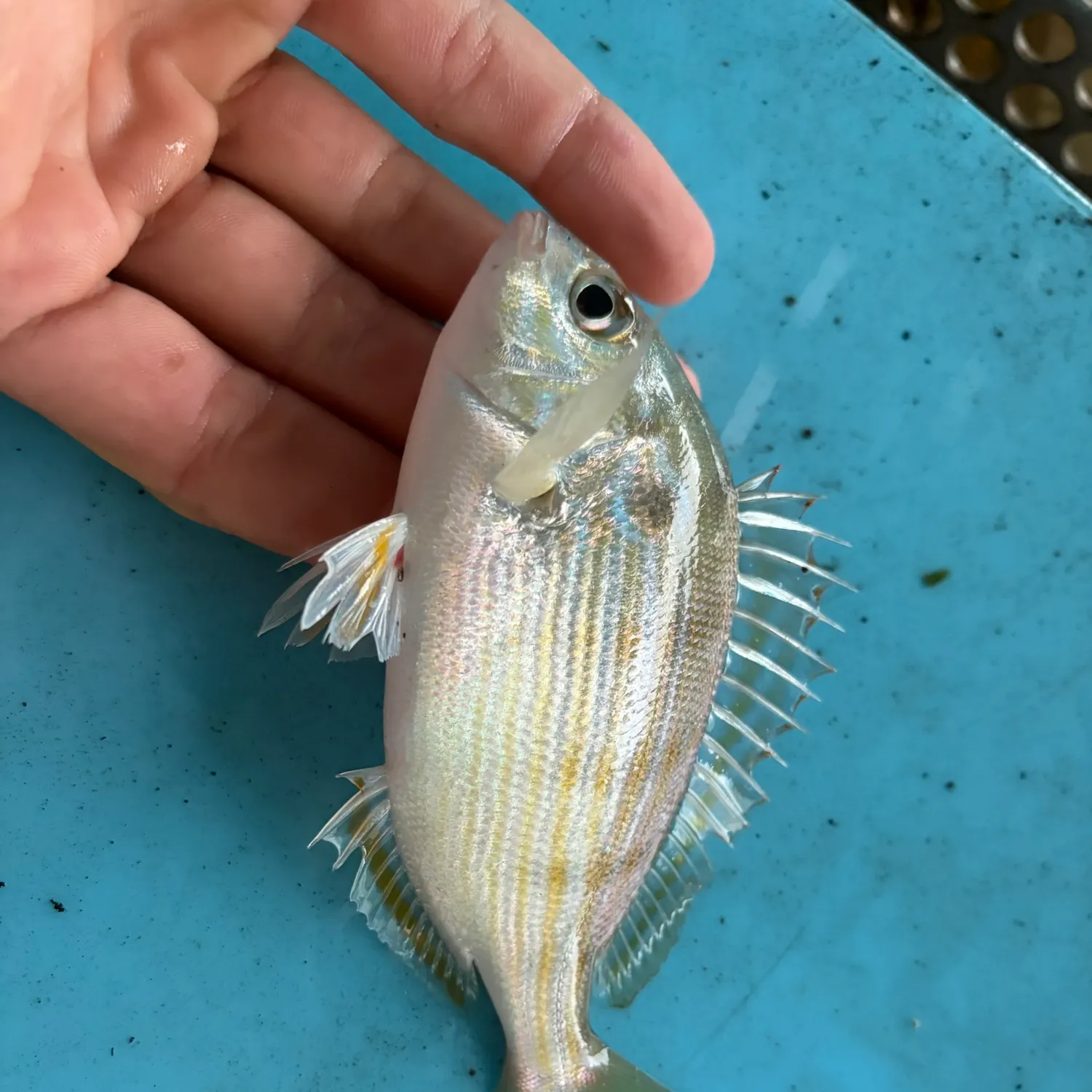 The most recent Pinfish catches on Fishbrain