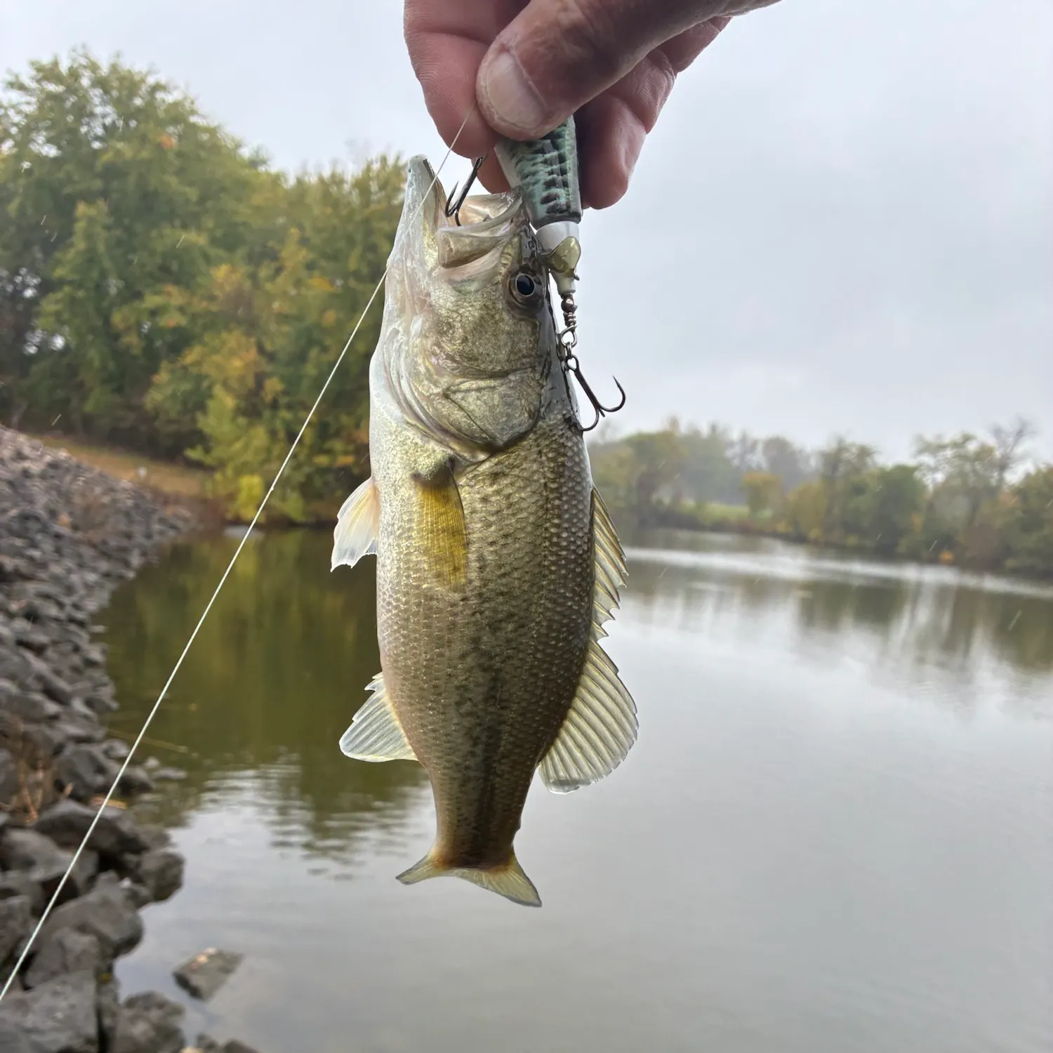 Largemouth bass caught on Fishbrain