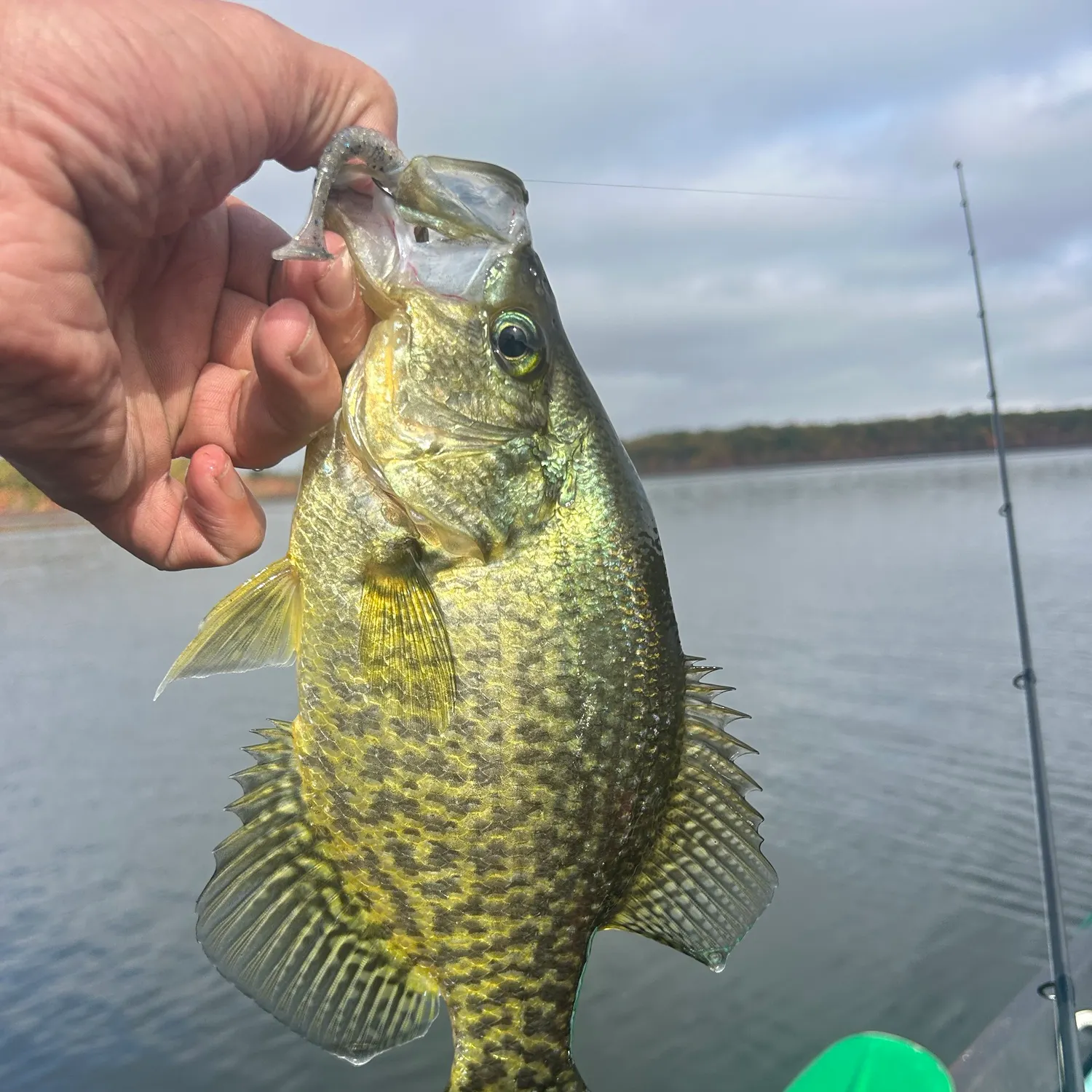 Black crappie caught on Fishbrain