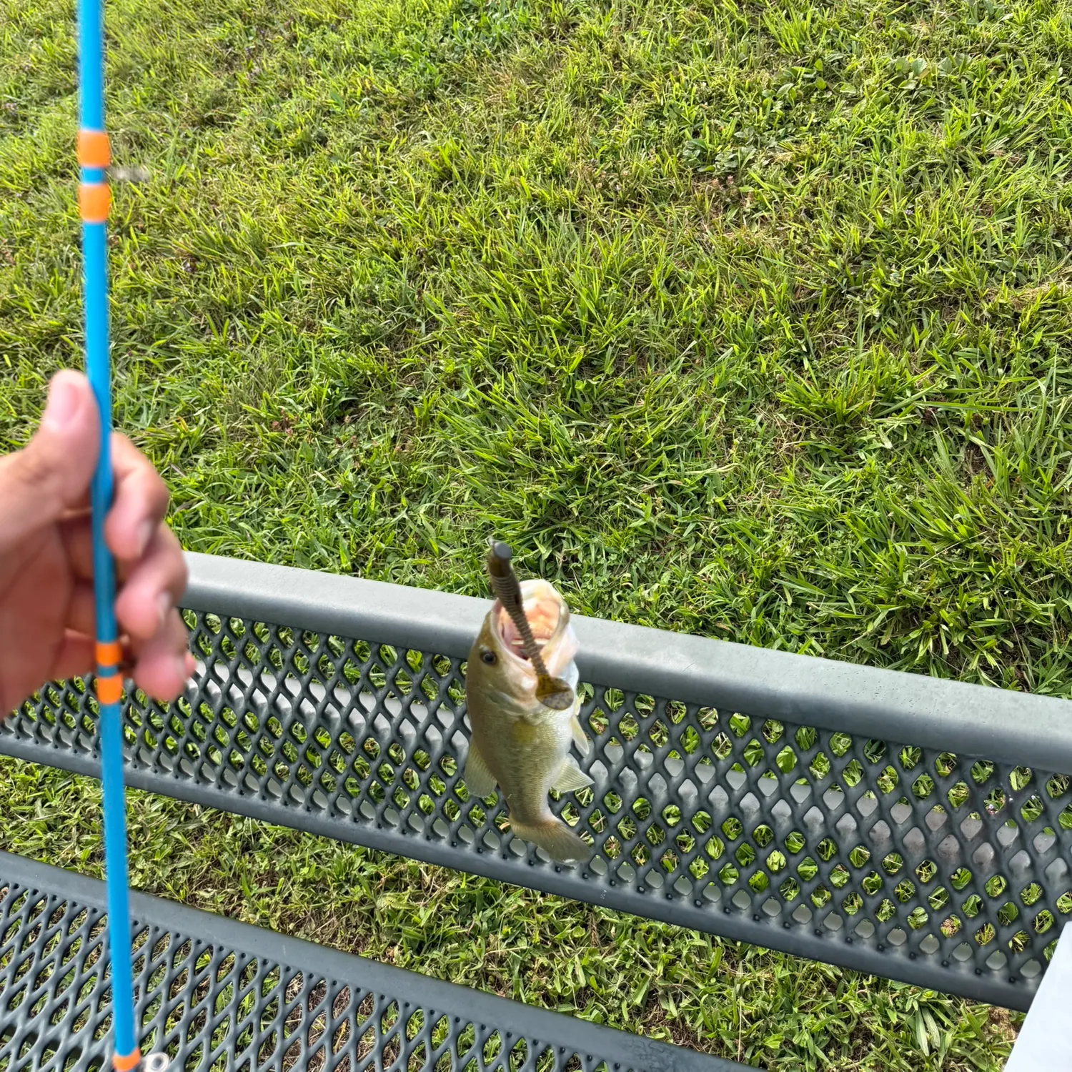 Fish caught on Fishbrain