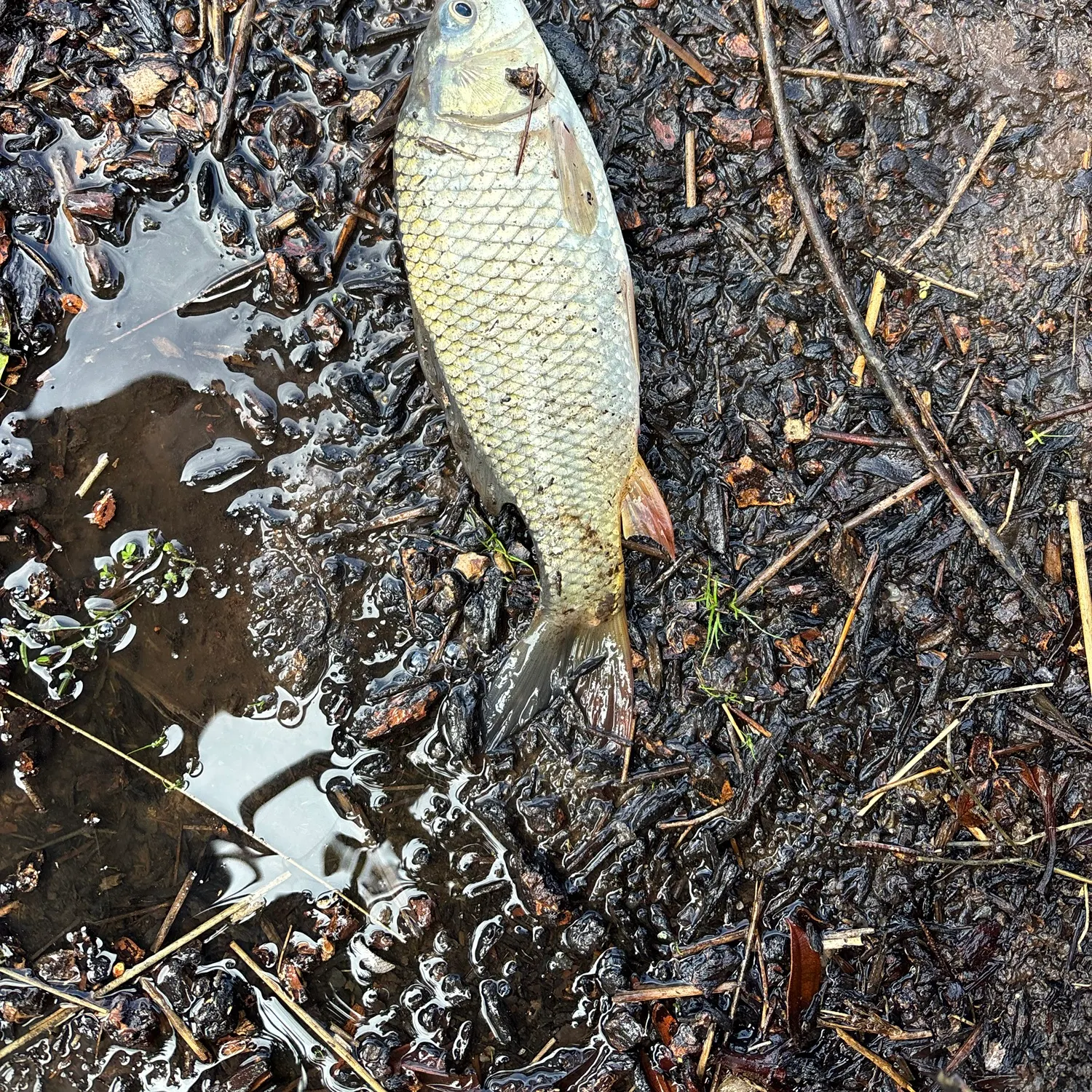 Common carp caught on Fishbrain