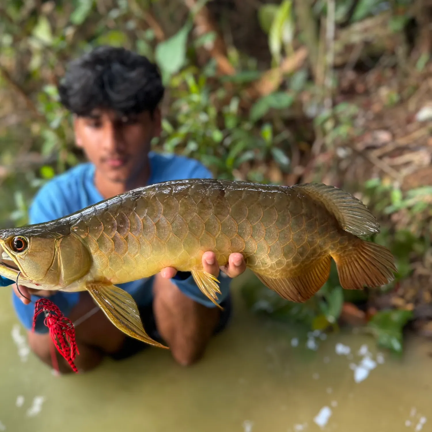 The most recent Spotted bonytongue catches on Fishbrain