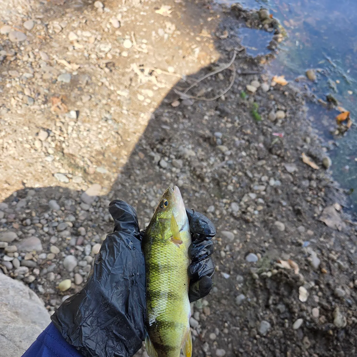 Yellow perch caught on Fishbrain
