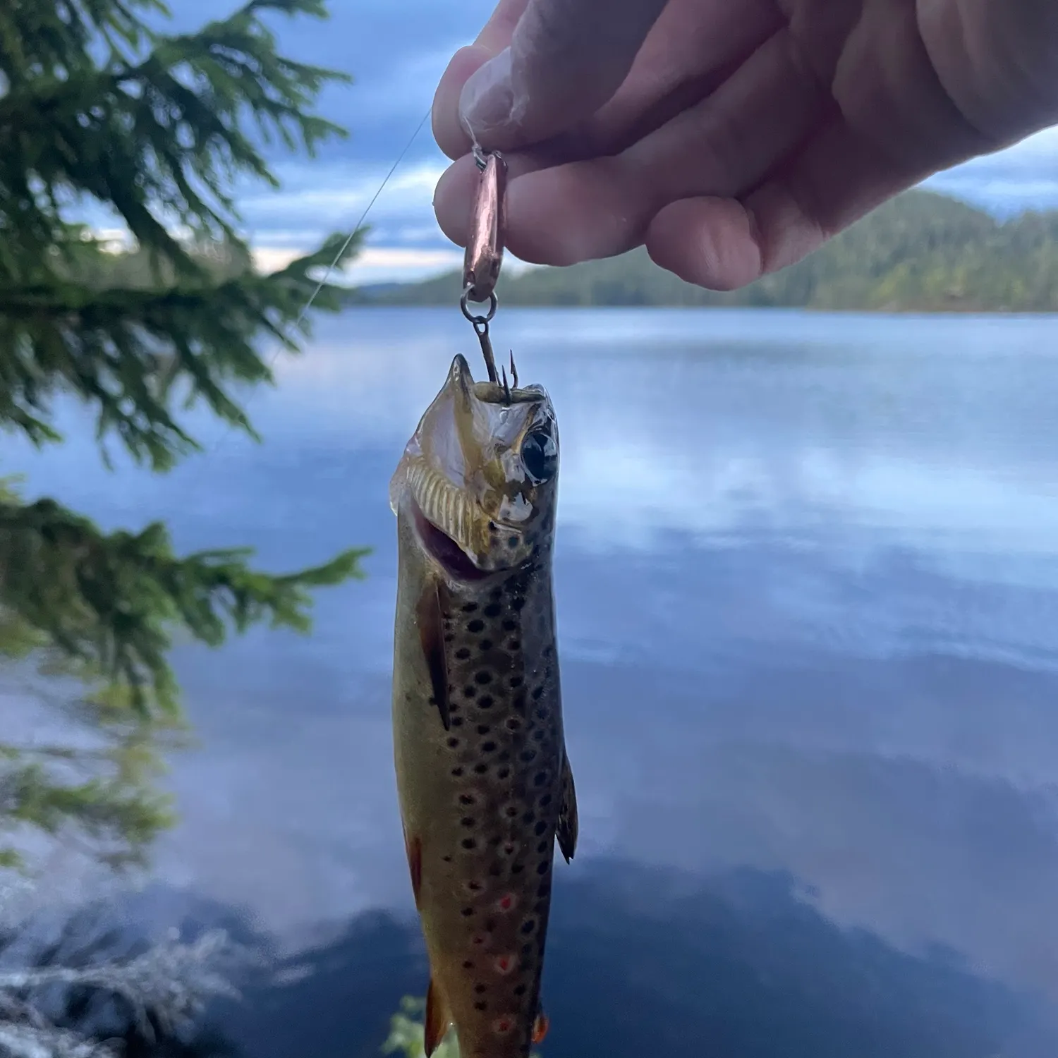Brown trout caught on Fishbrain