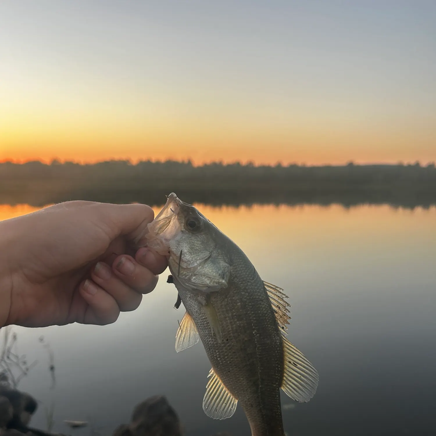 Largemouth bass caught on Fishbrain