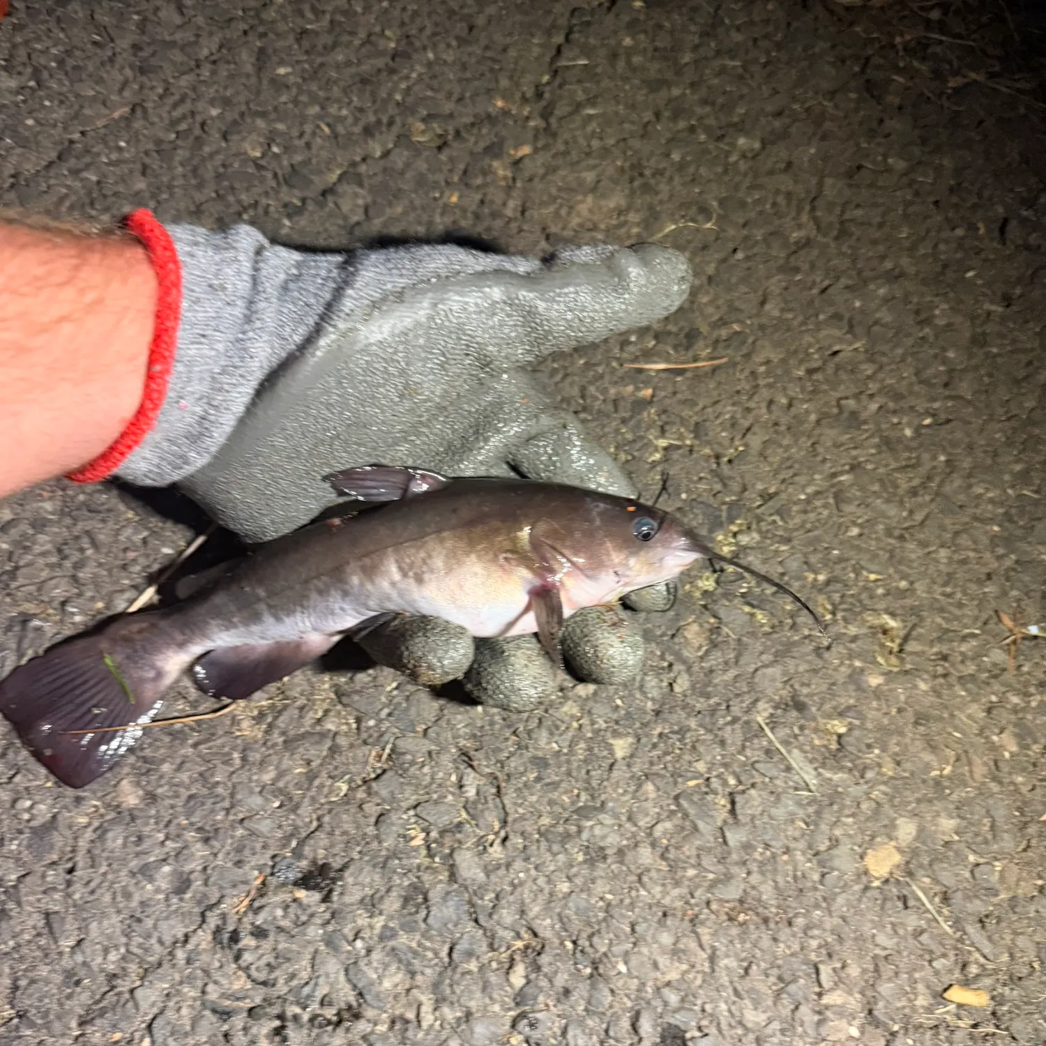 White bullhead caught on Fishbrain