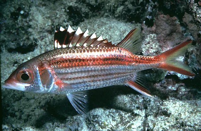 Sammara squirrelfish